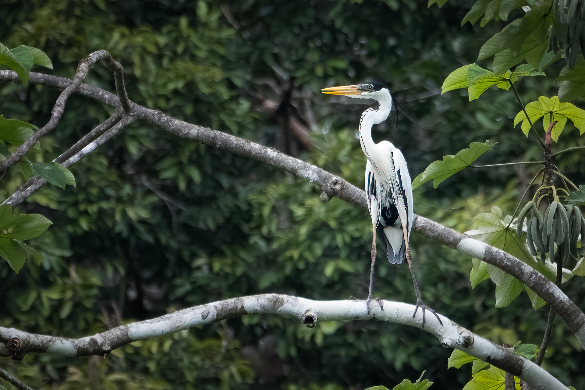 Cocoi Heron