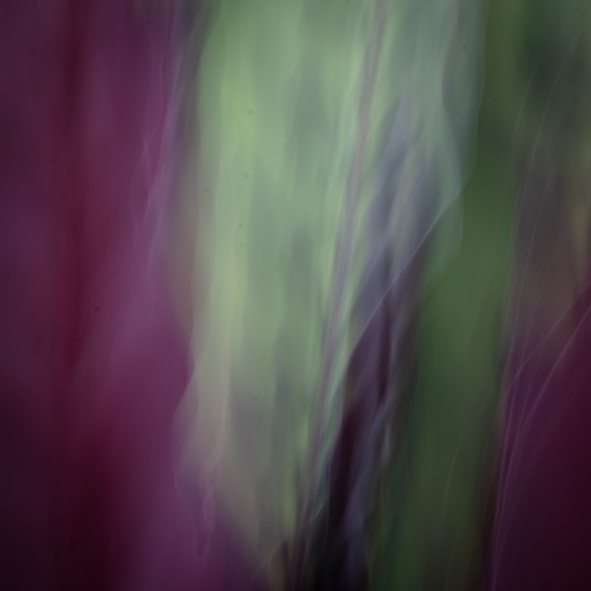 Leaf, Big Island rain forest.