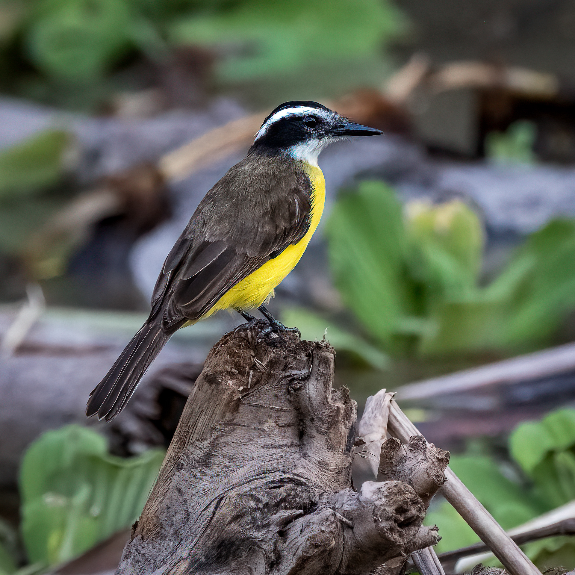 Great Kiskadee