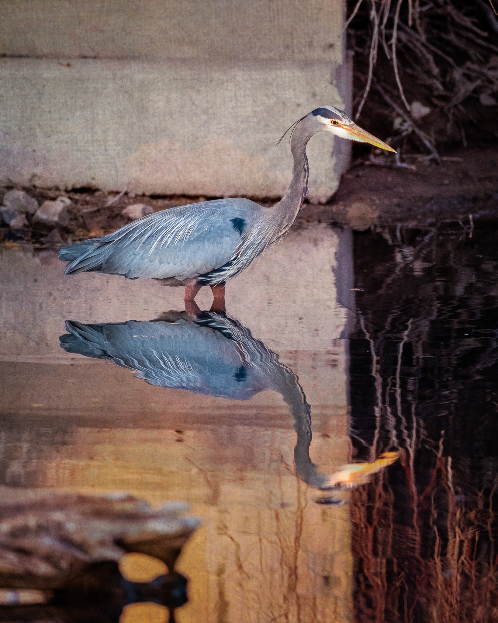 Great Blue Heron