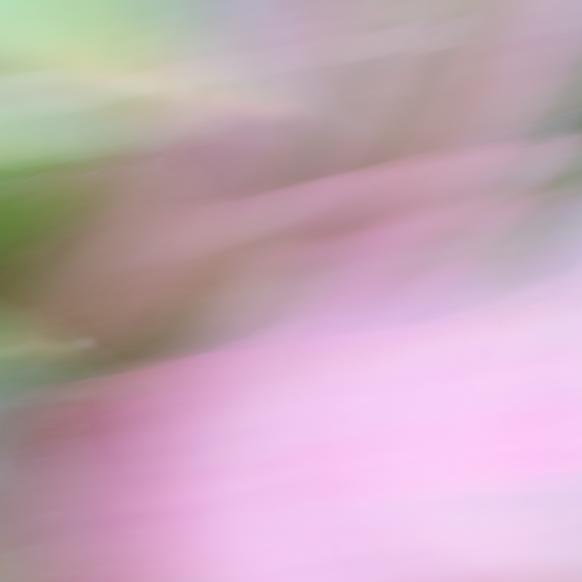 Impression of orchid, Big Island.