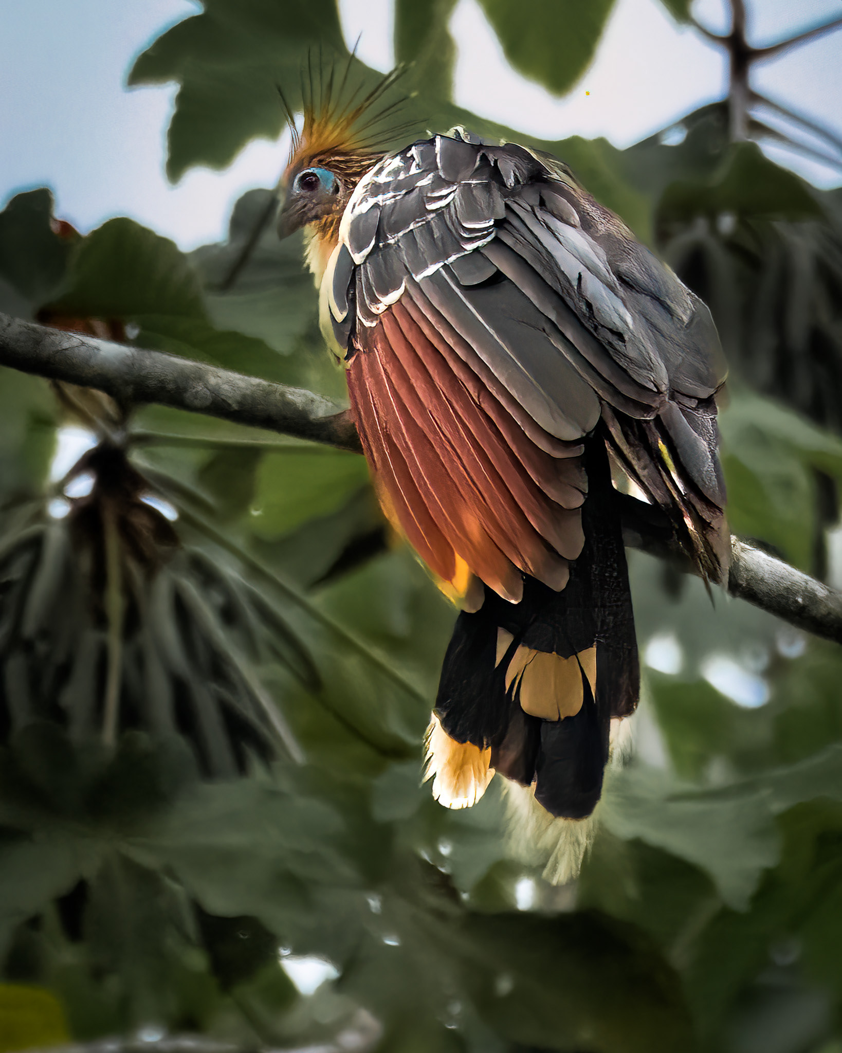 Hoatzin