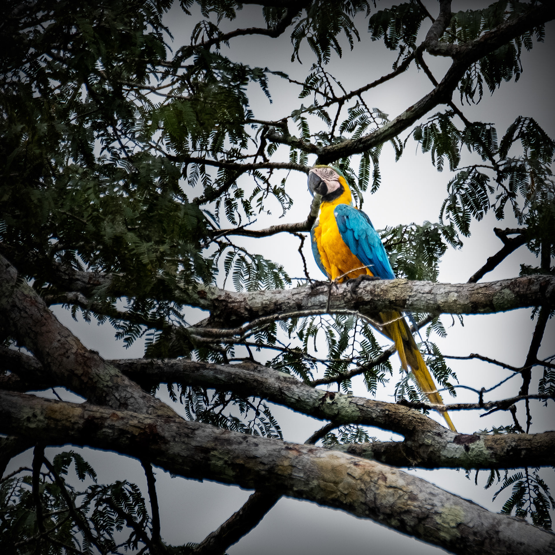 Blue and Yellow Macaw