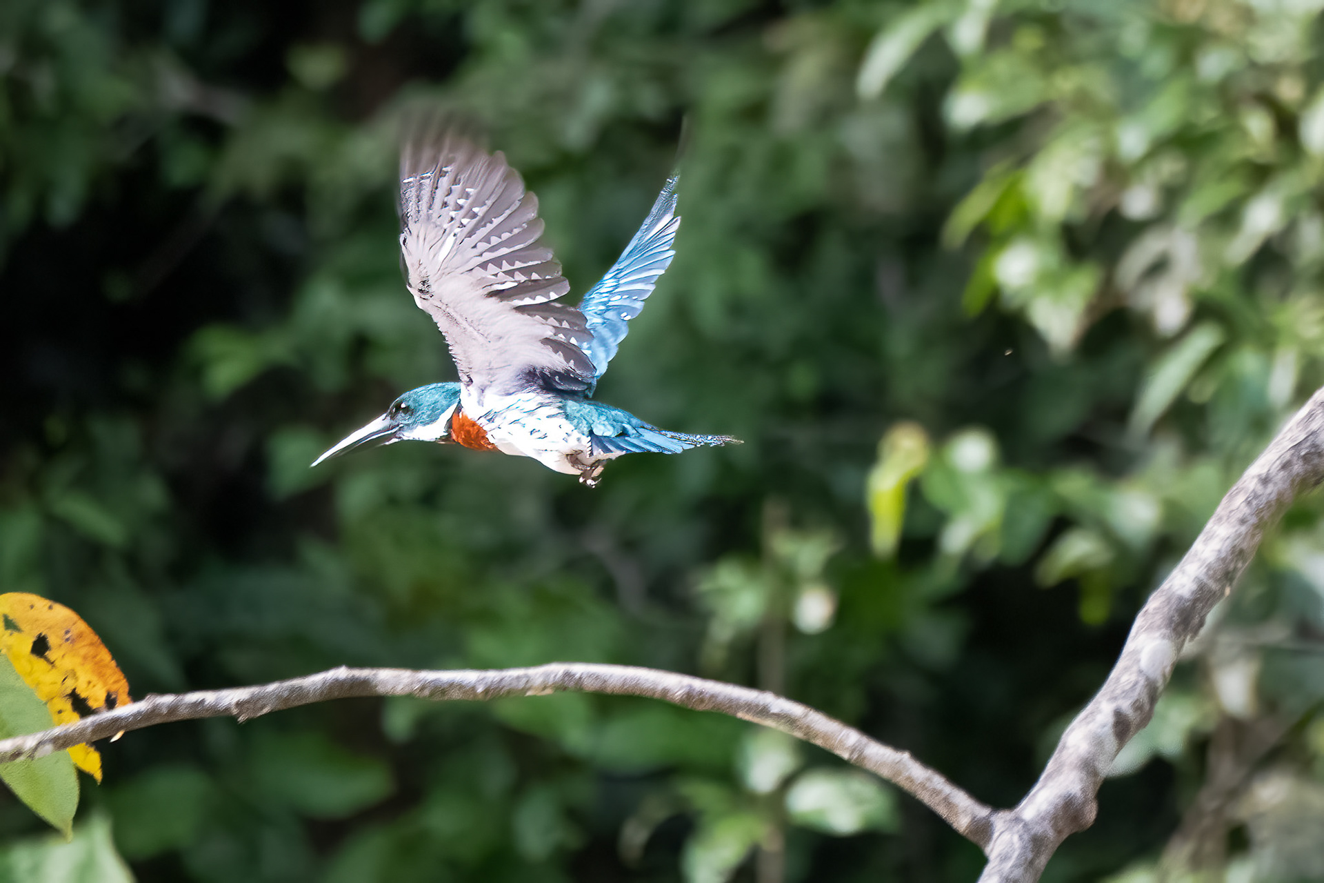 Amazon Kingfisher 
