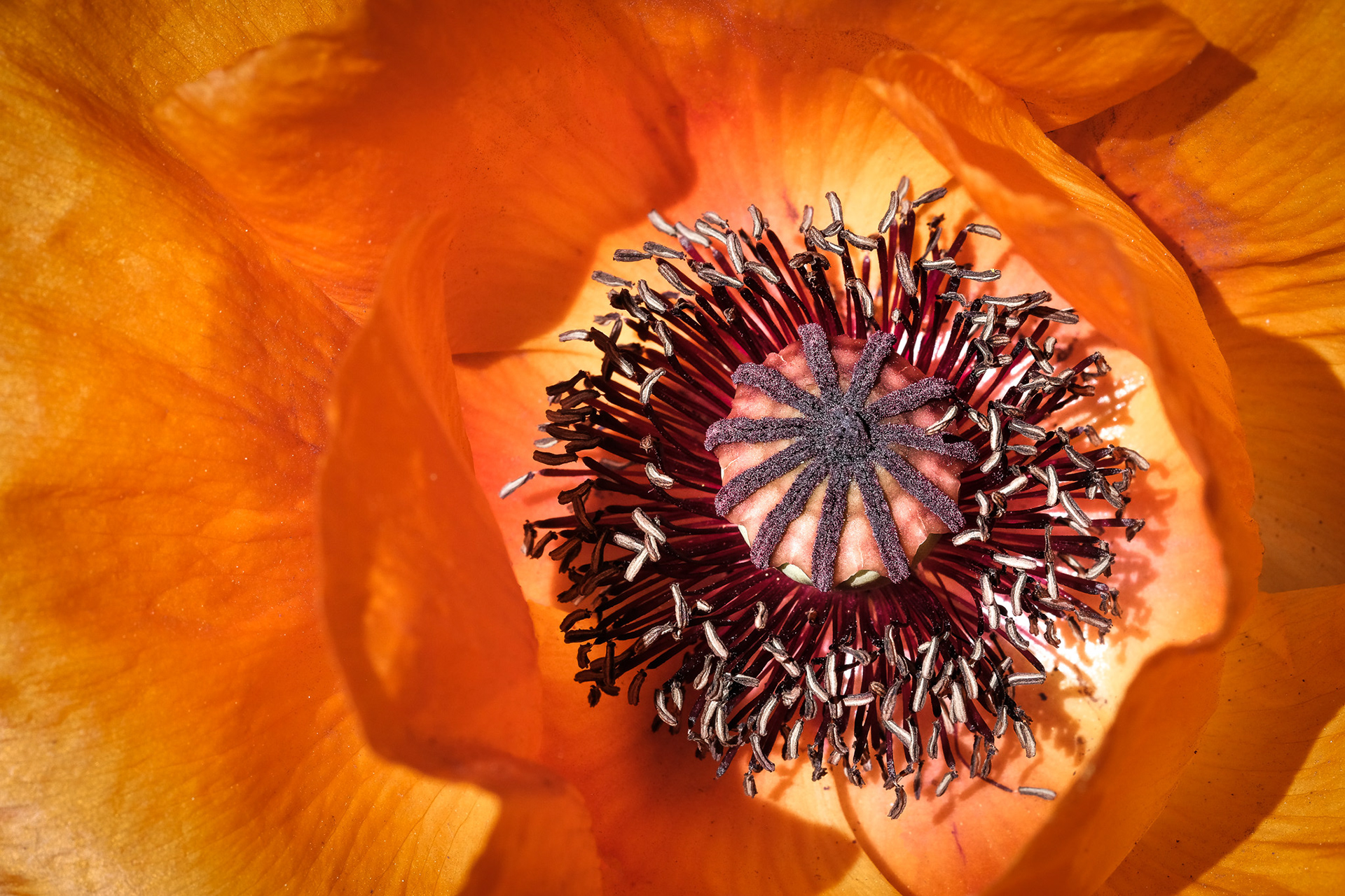 Orange Poppy