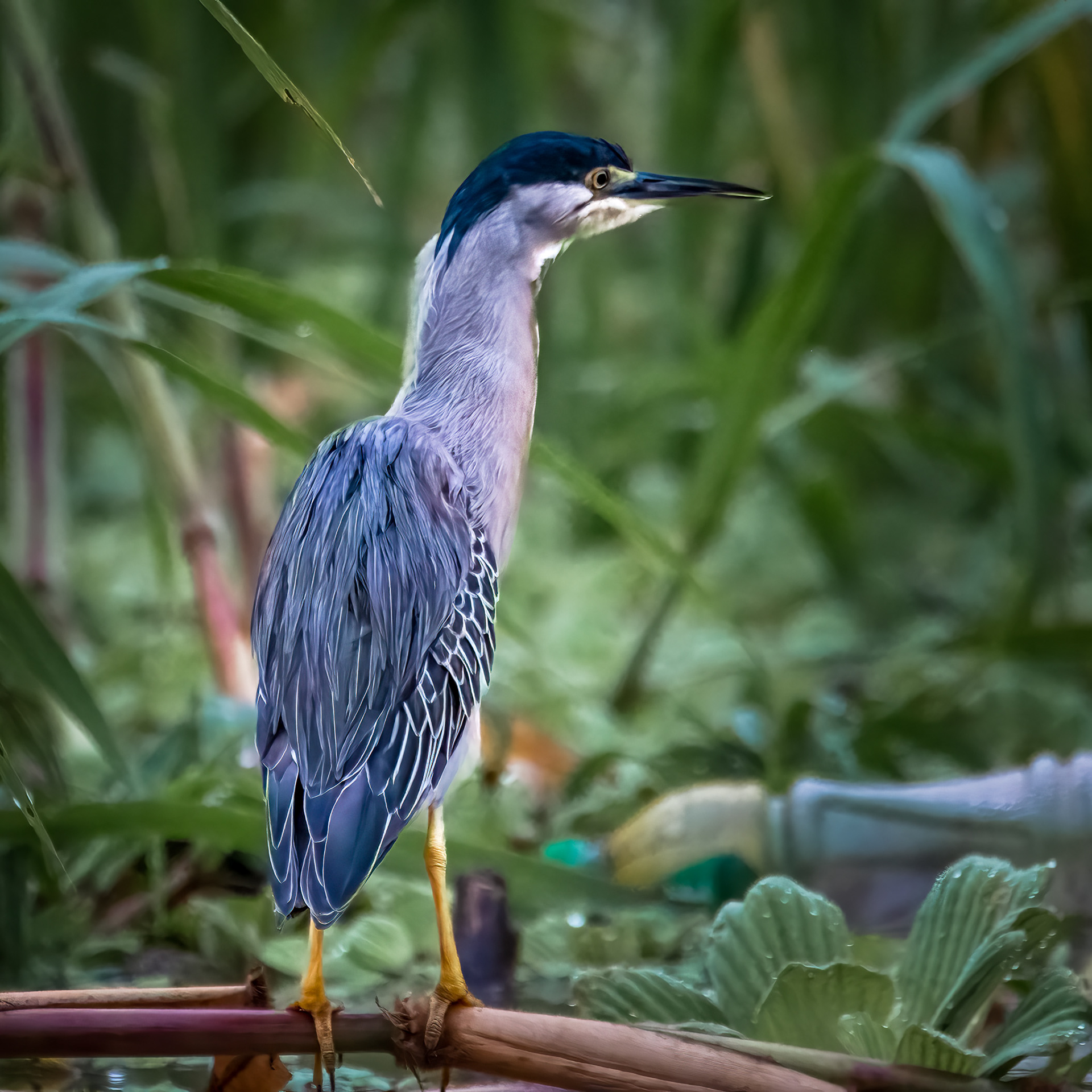 Green Heron