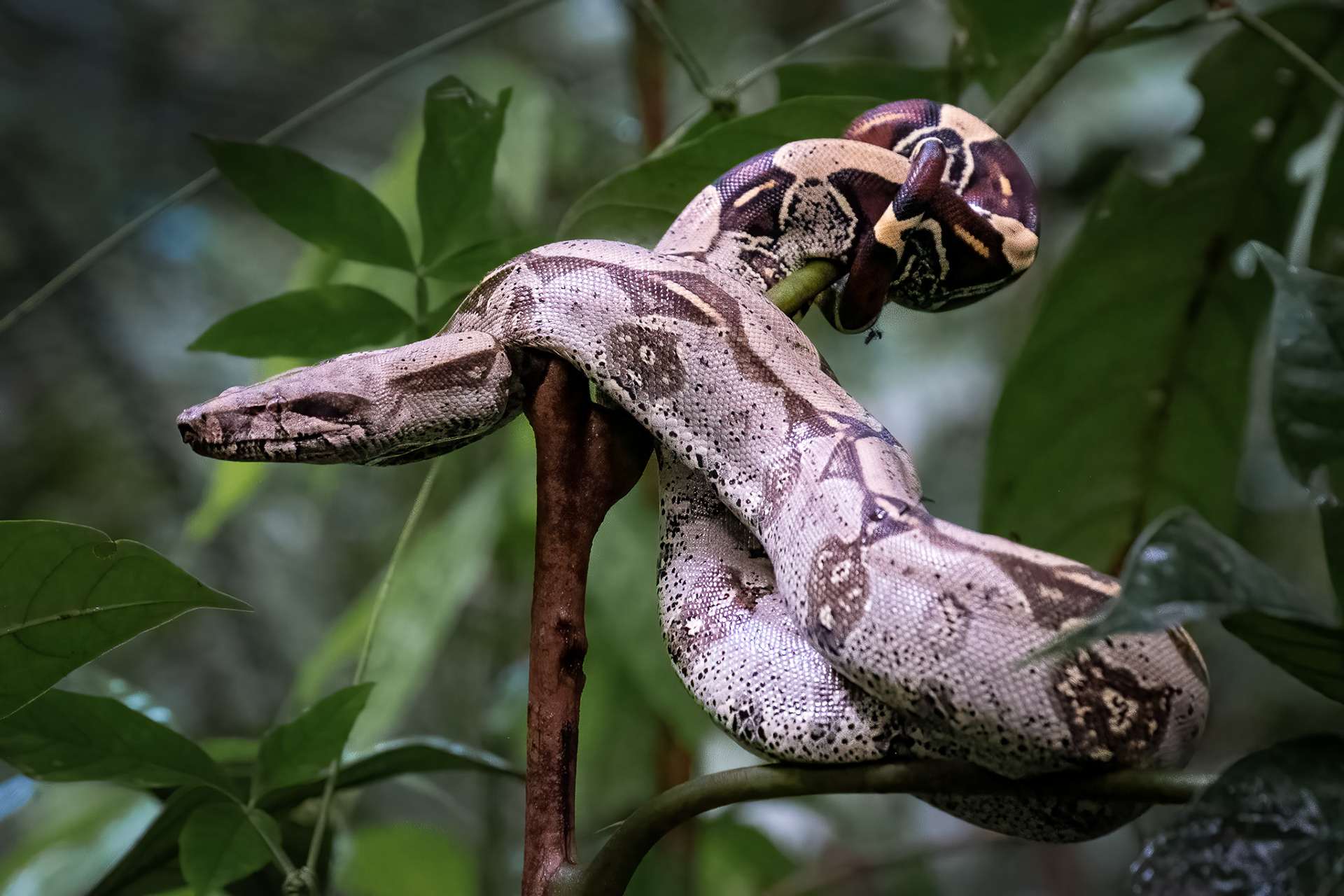 Red Tailed Boa