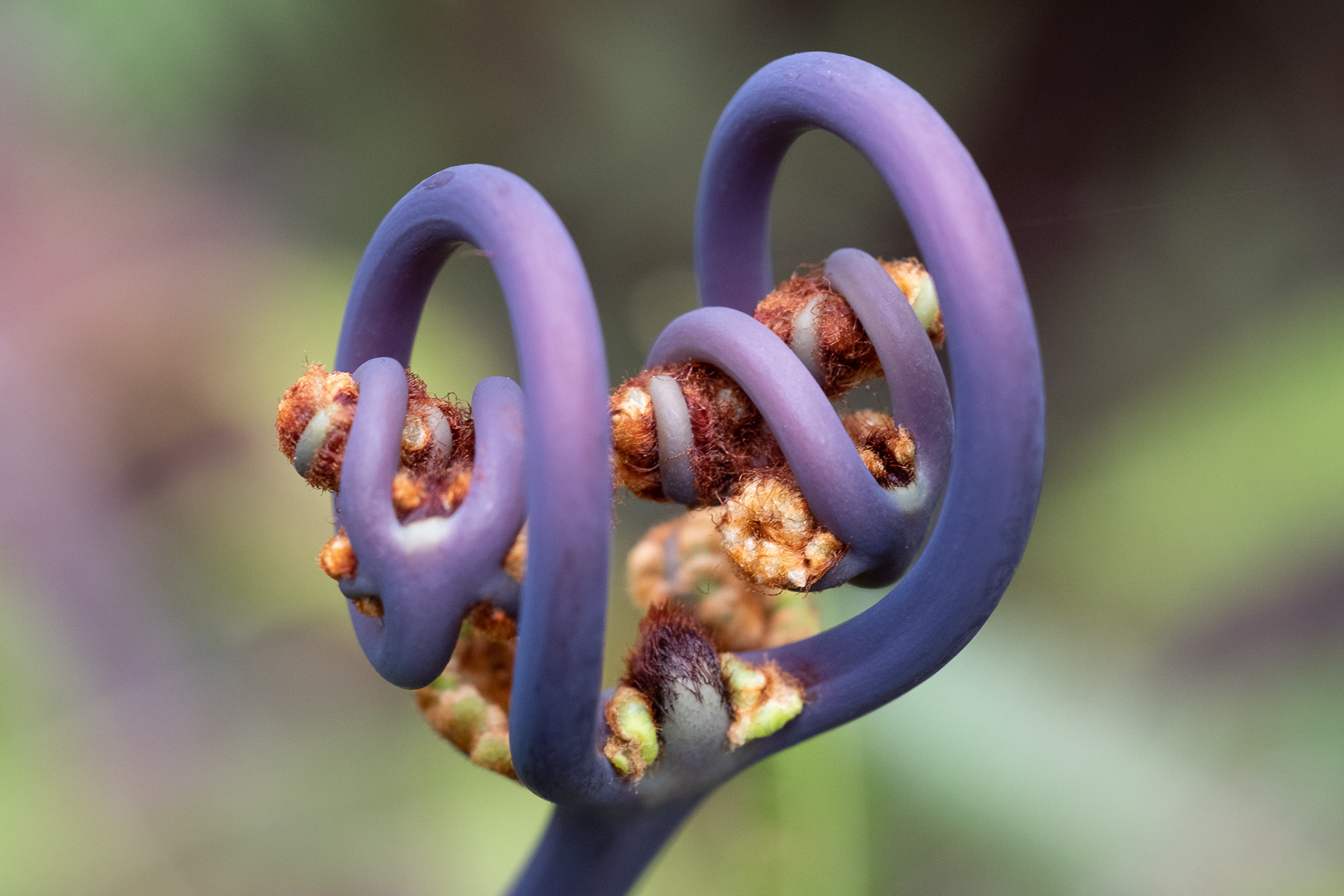 Double fiddlehead of fern, Big Island.