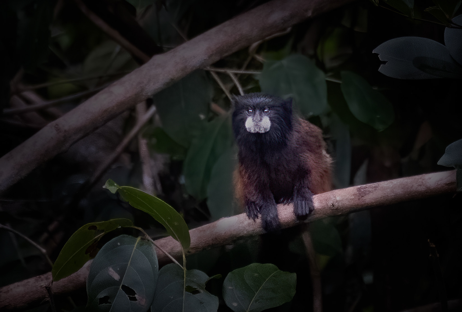 Saddleback Tamarin