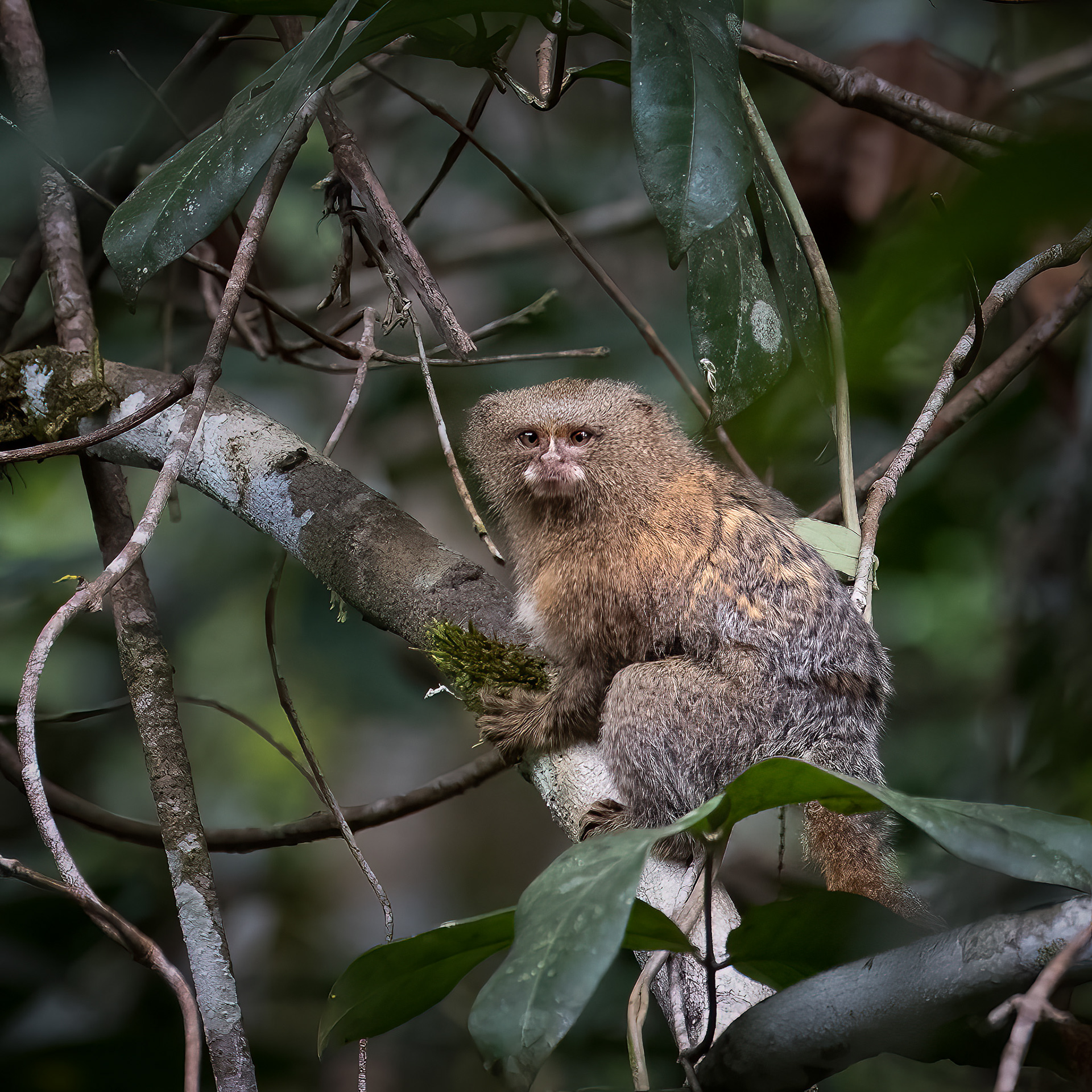 Pigmy Marmoset