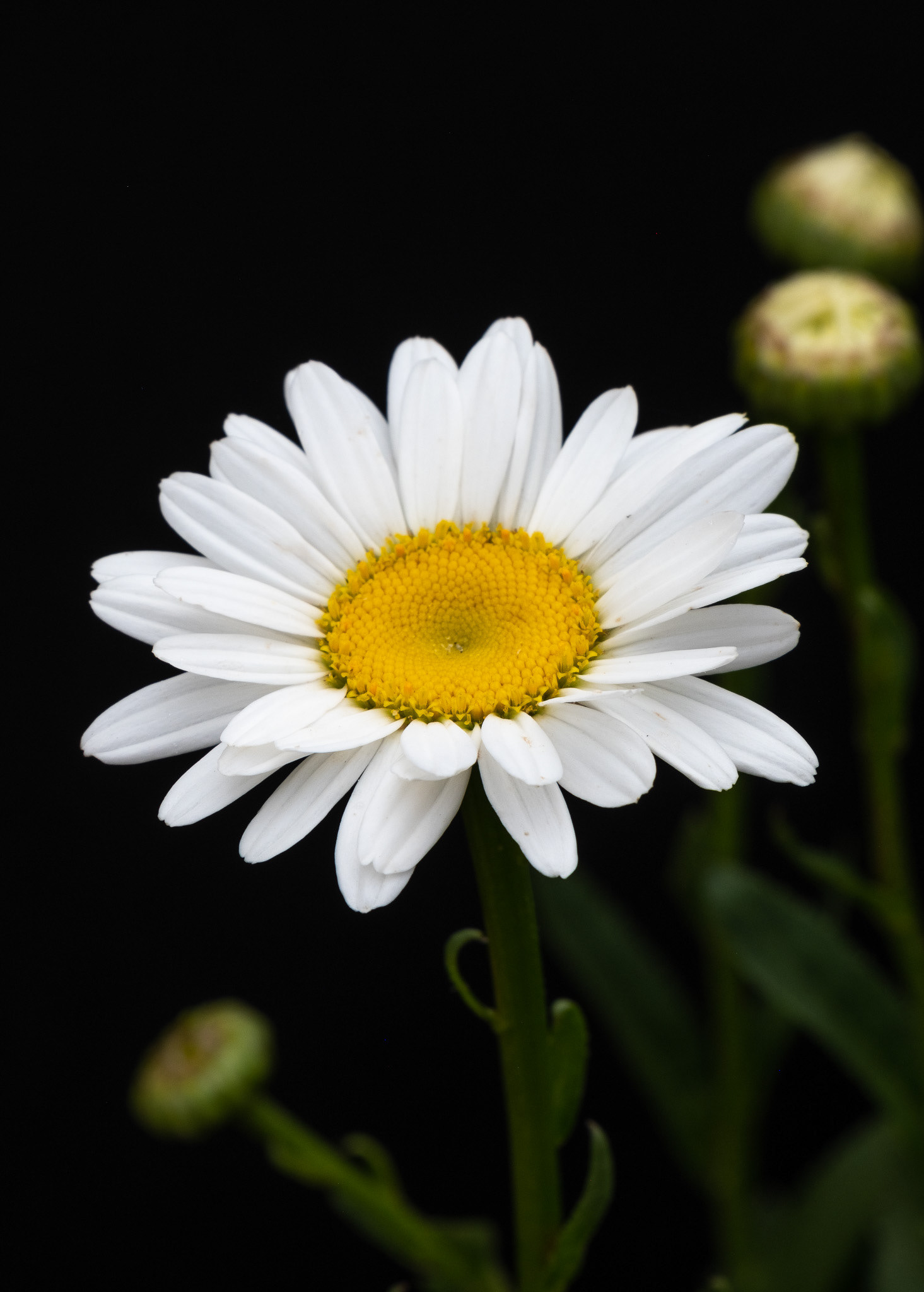 Oxeye Daisy