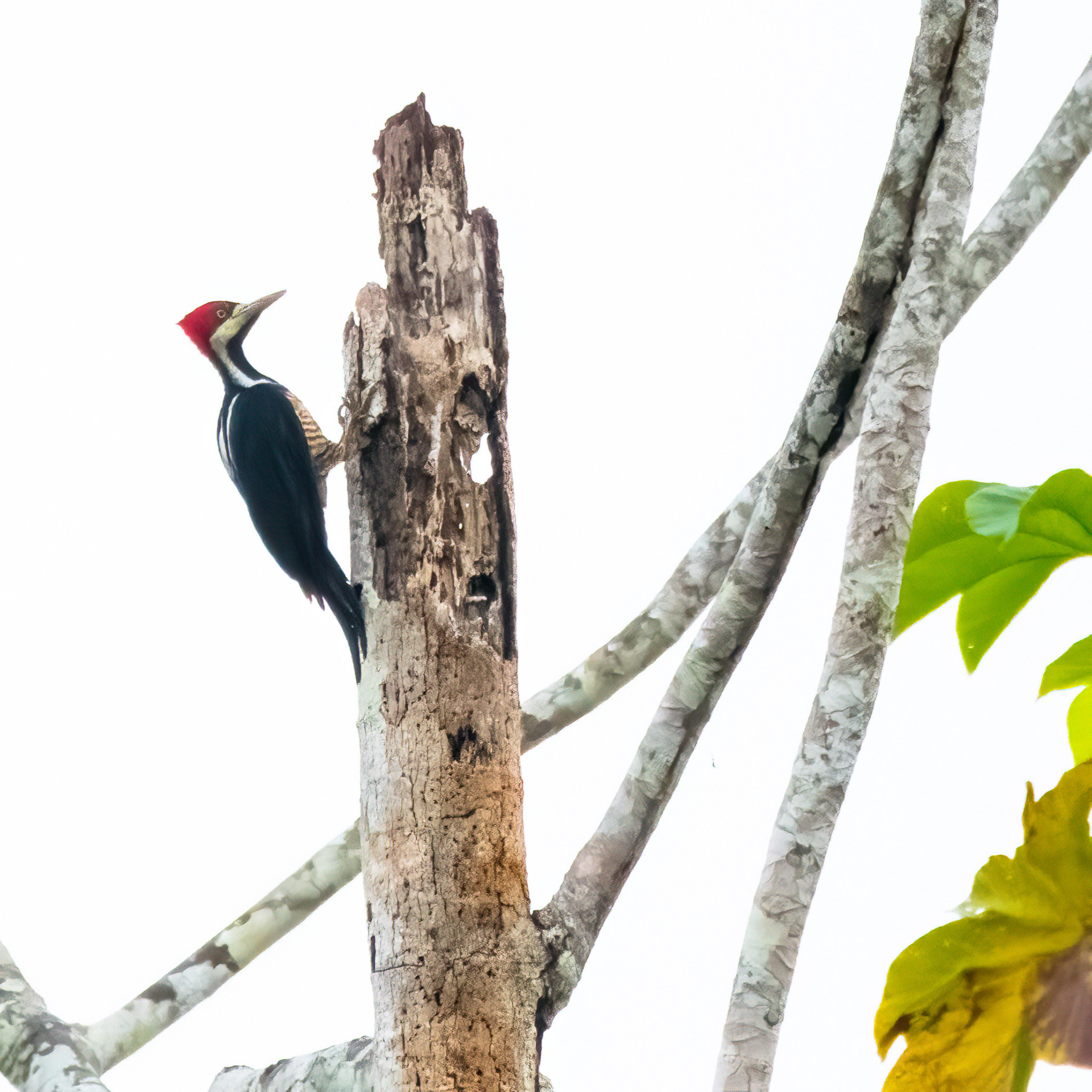 Crimson-crested Woodpecker
