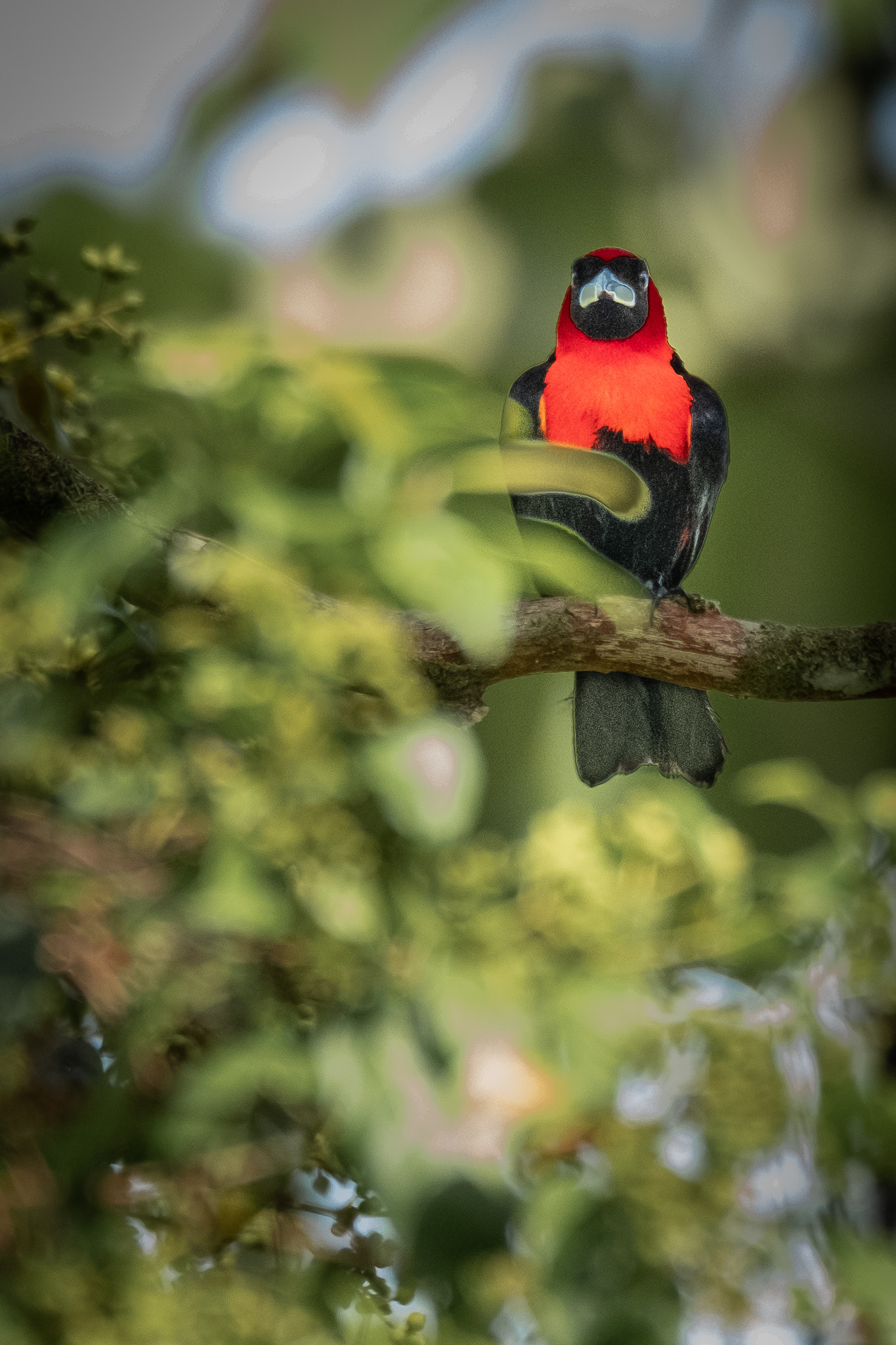 Crimson-collared Tanager