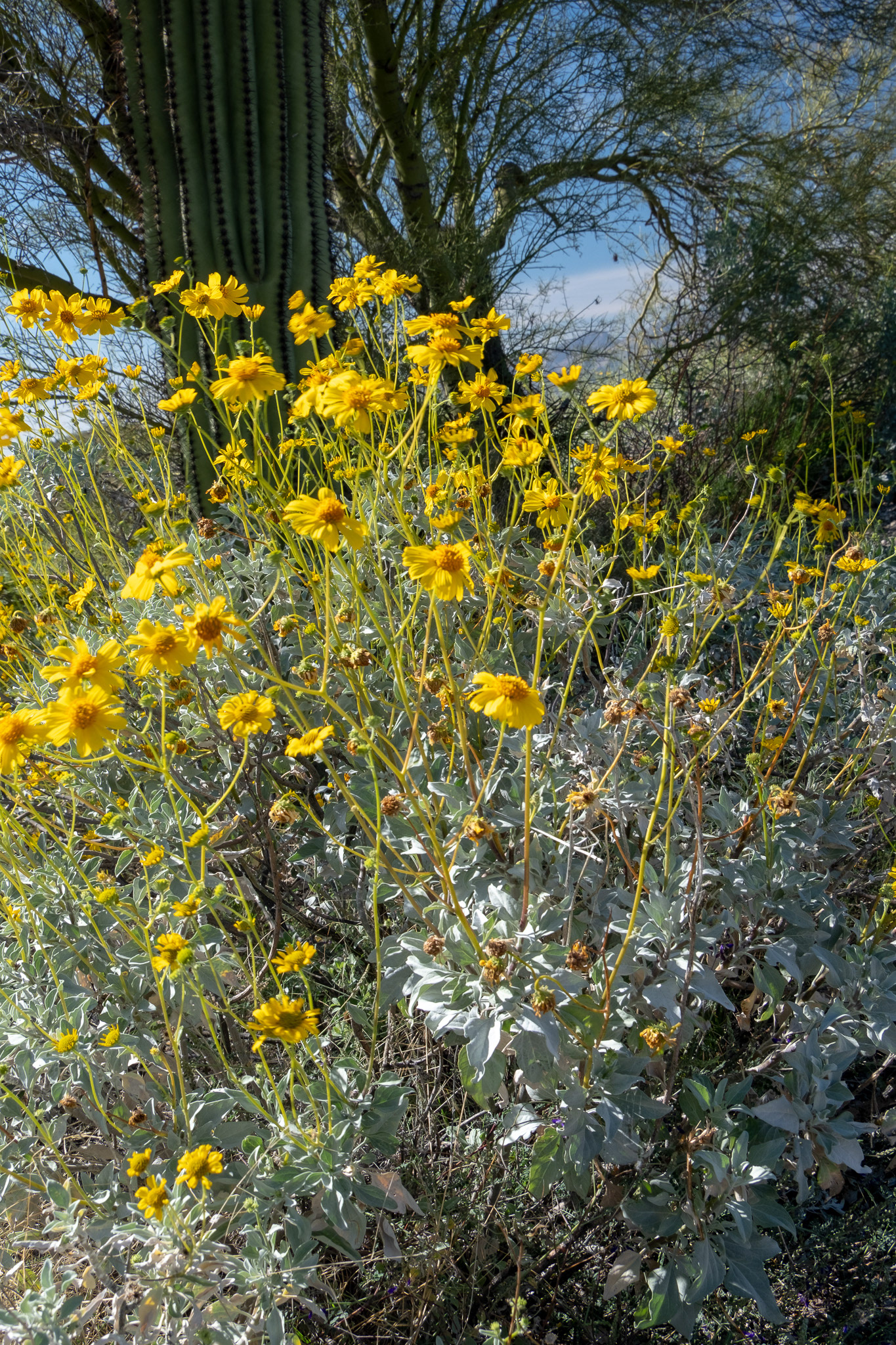Saguaro National Park