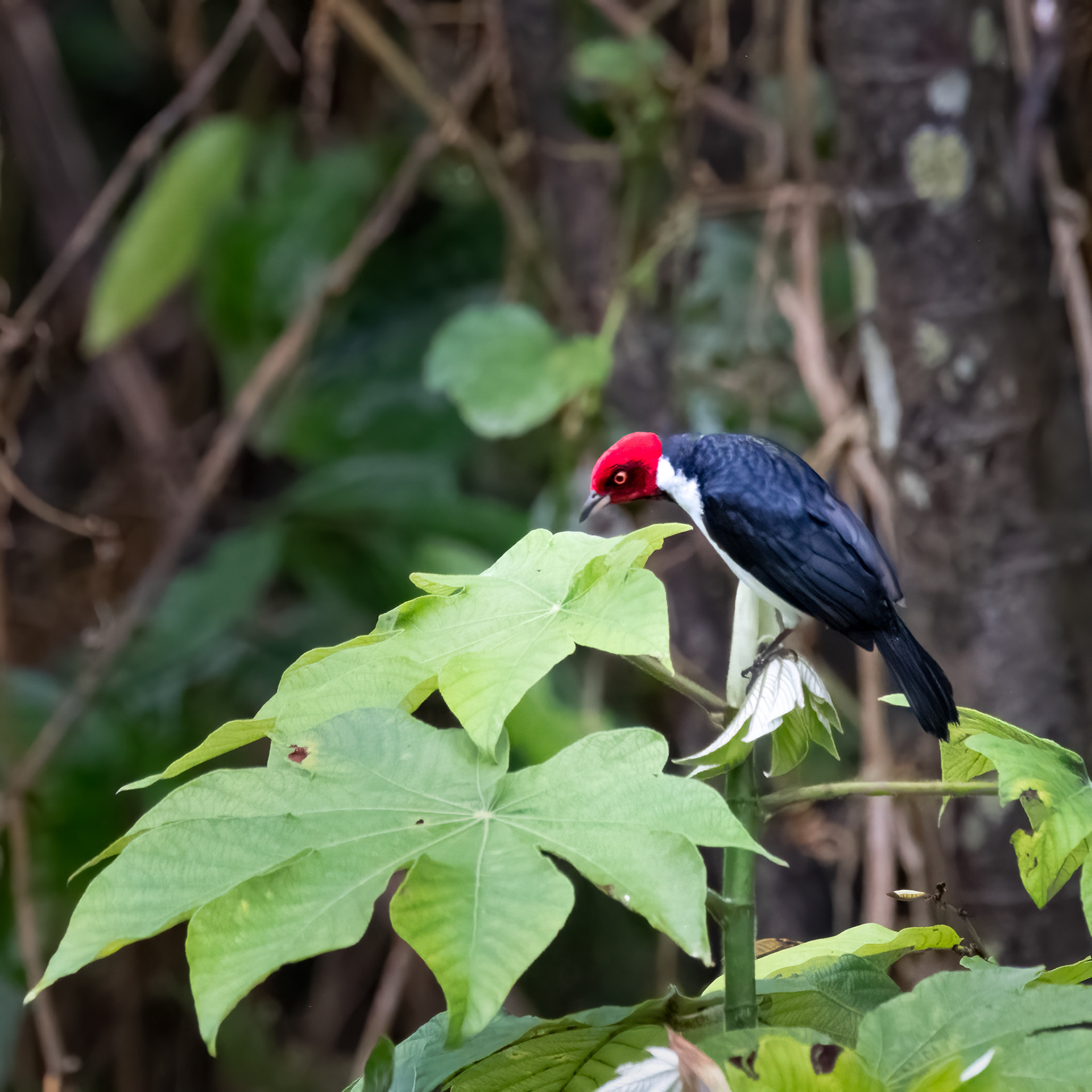 Red-capped Cardinal