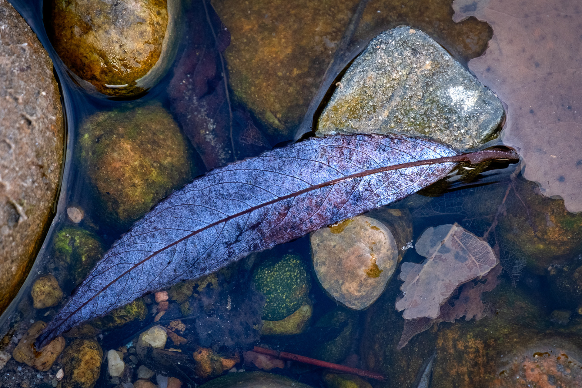 Feather in Ice