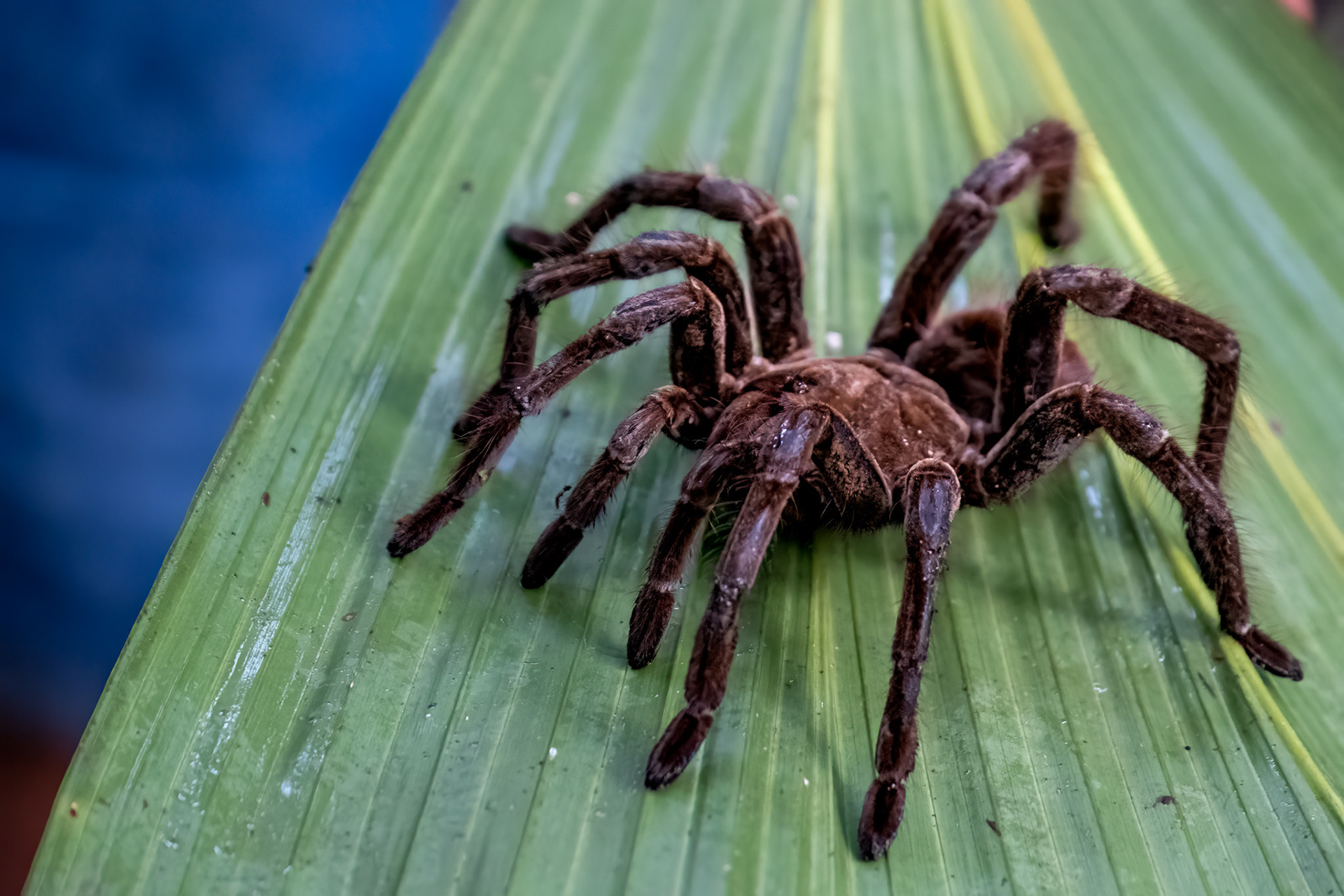 Goliath Bird-Eating Tarantula