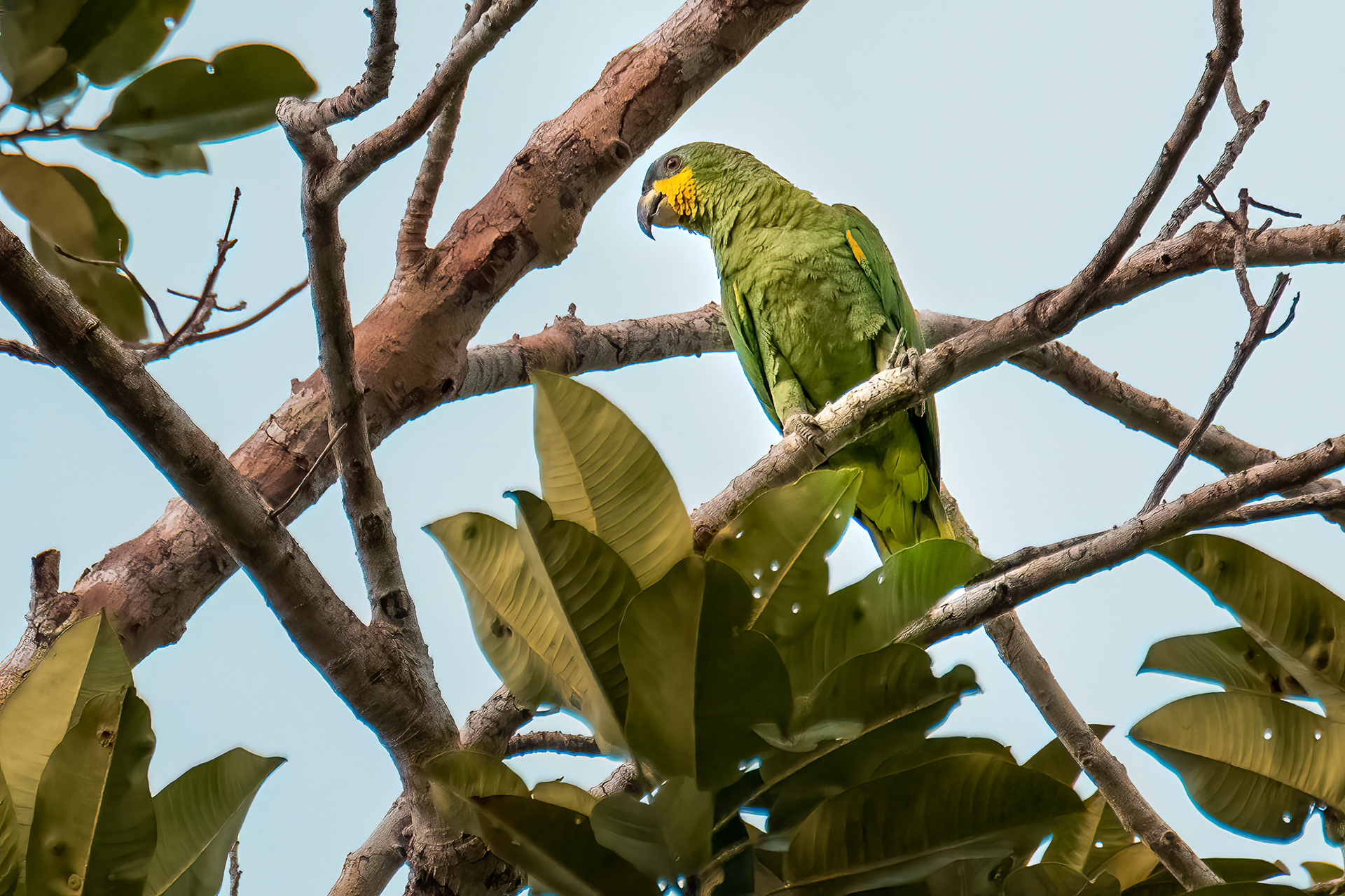 Orange-winged Parrot