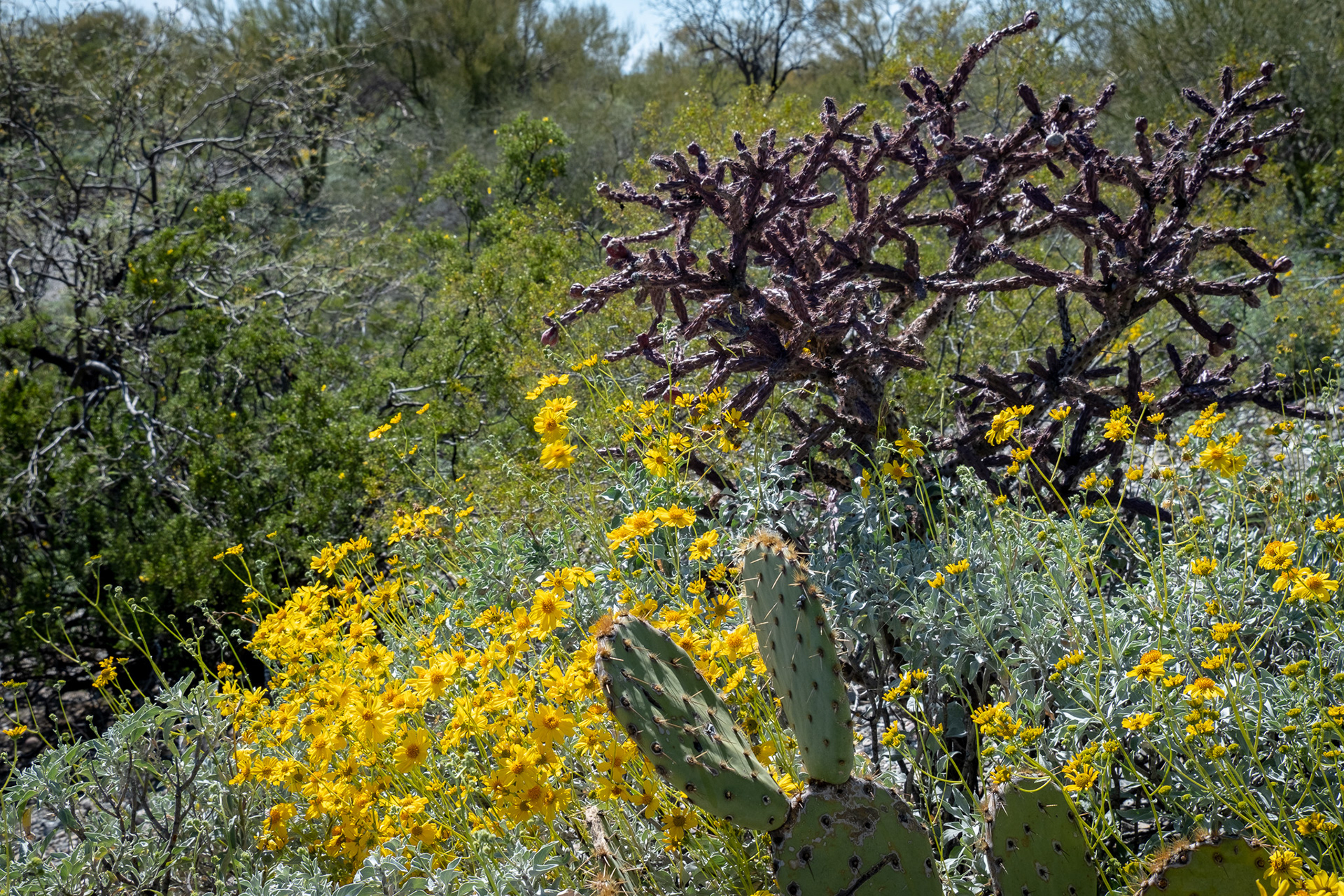 Saguaro National Park
