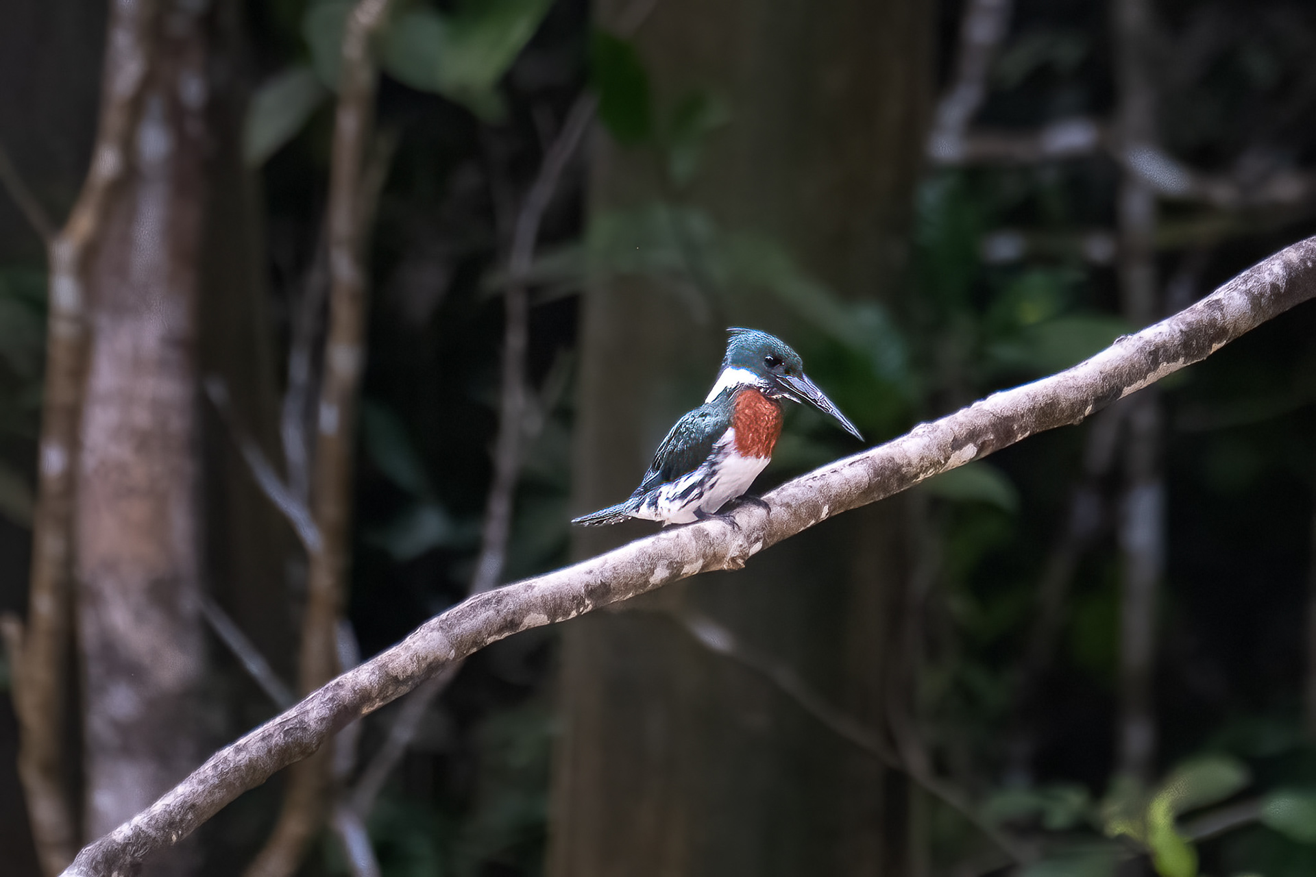Amazon Kingfisher 