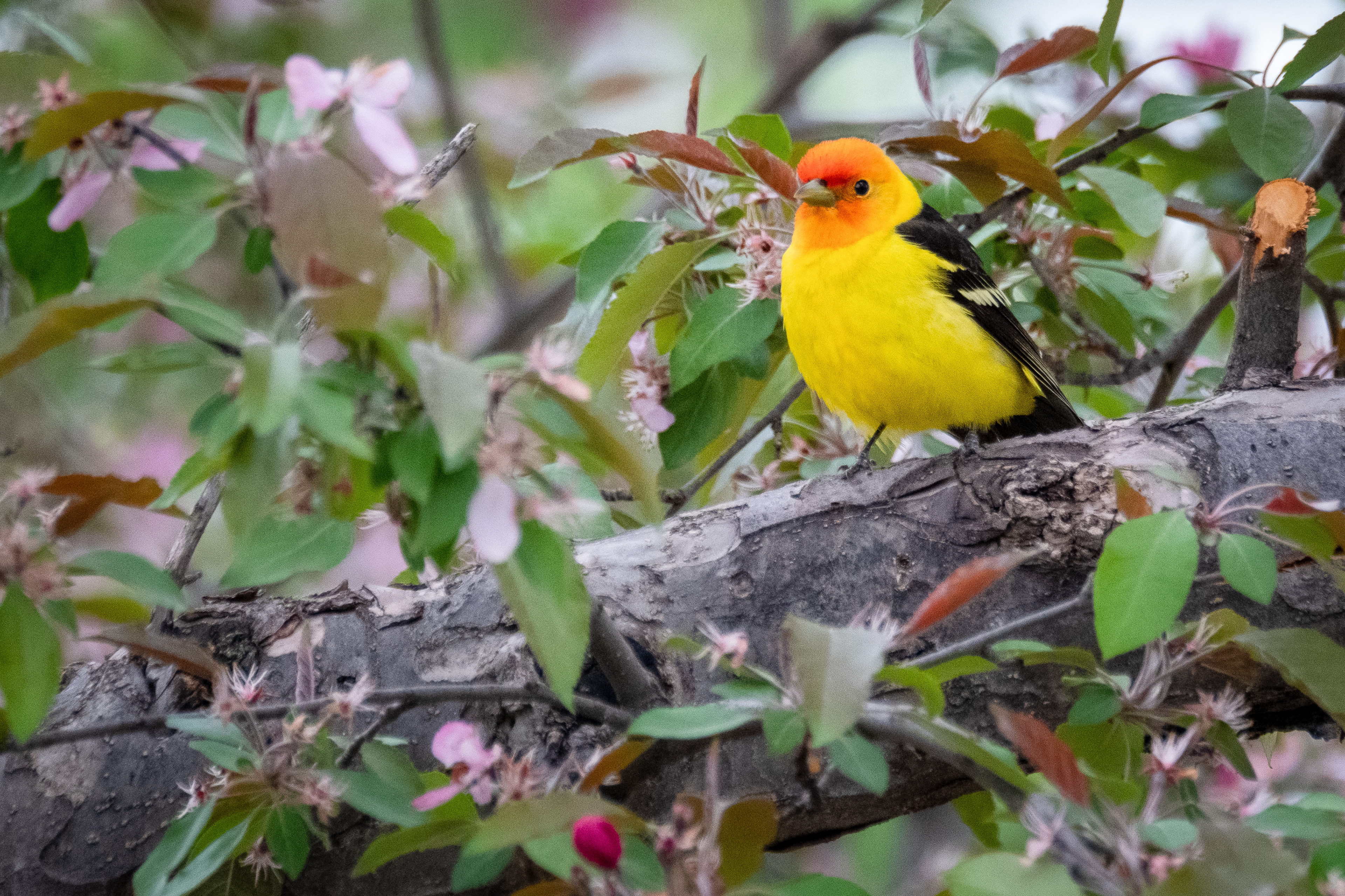 Western Tanager