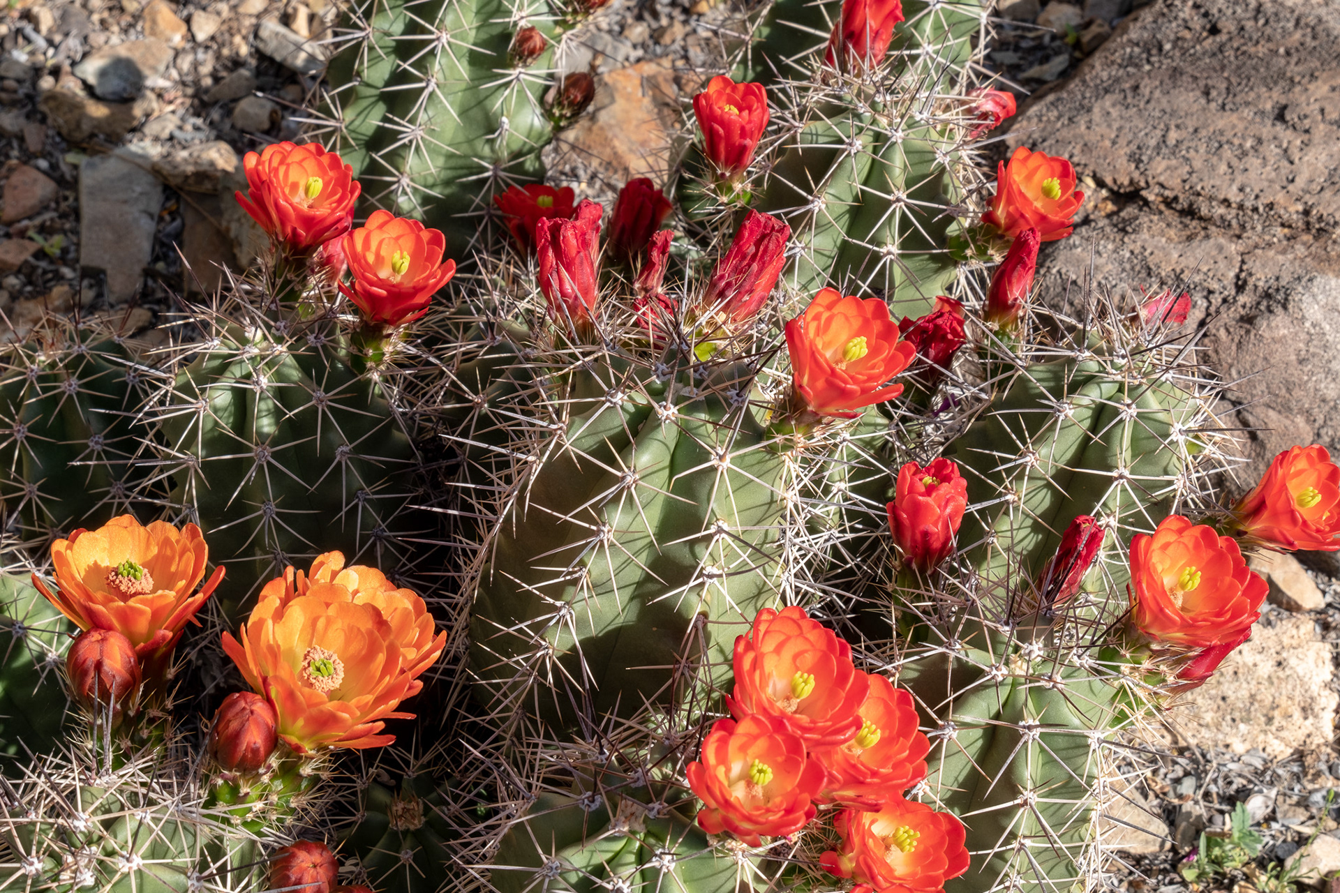 Sonoran Desert Museum