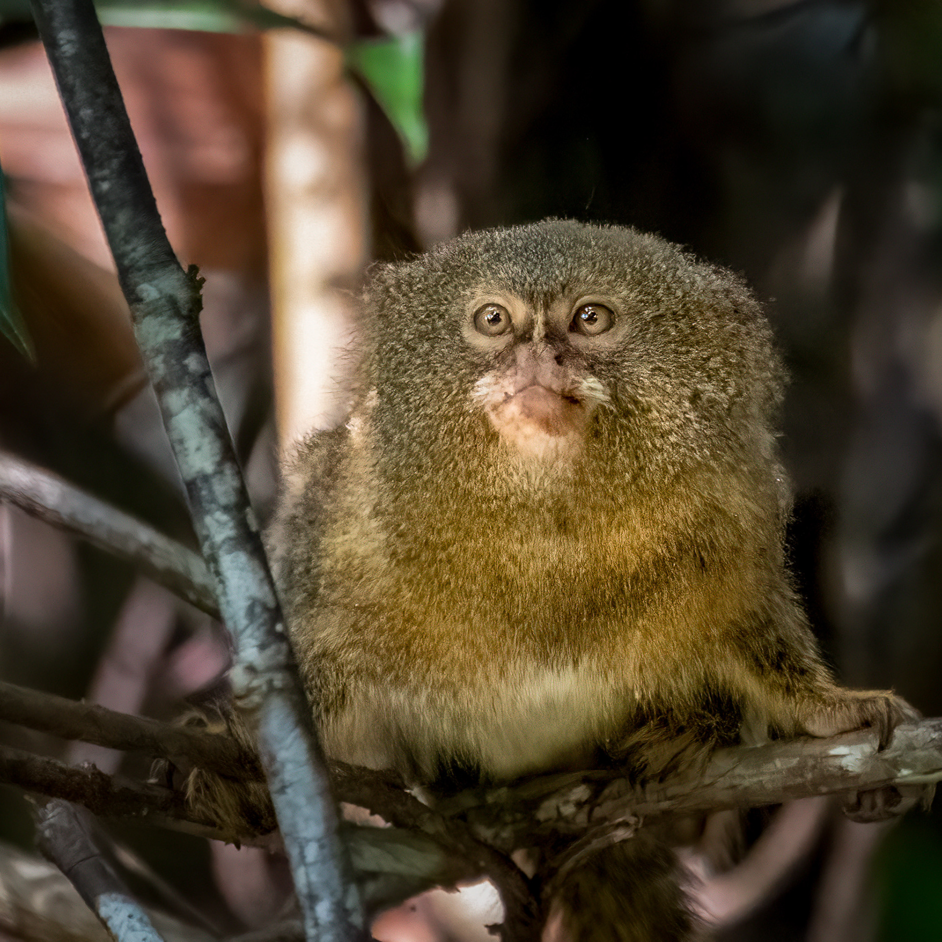 Pigmy Marmoset