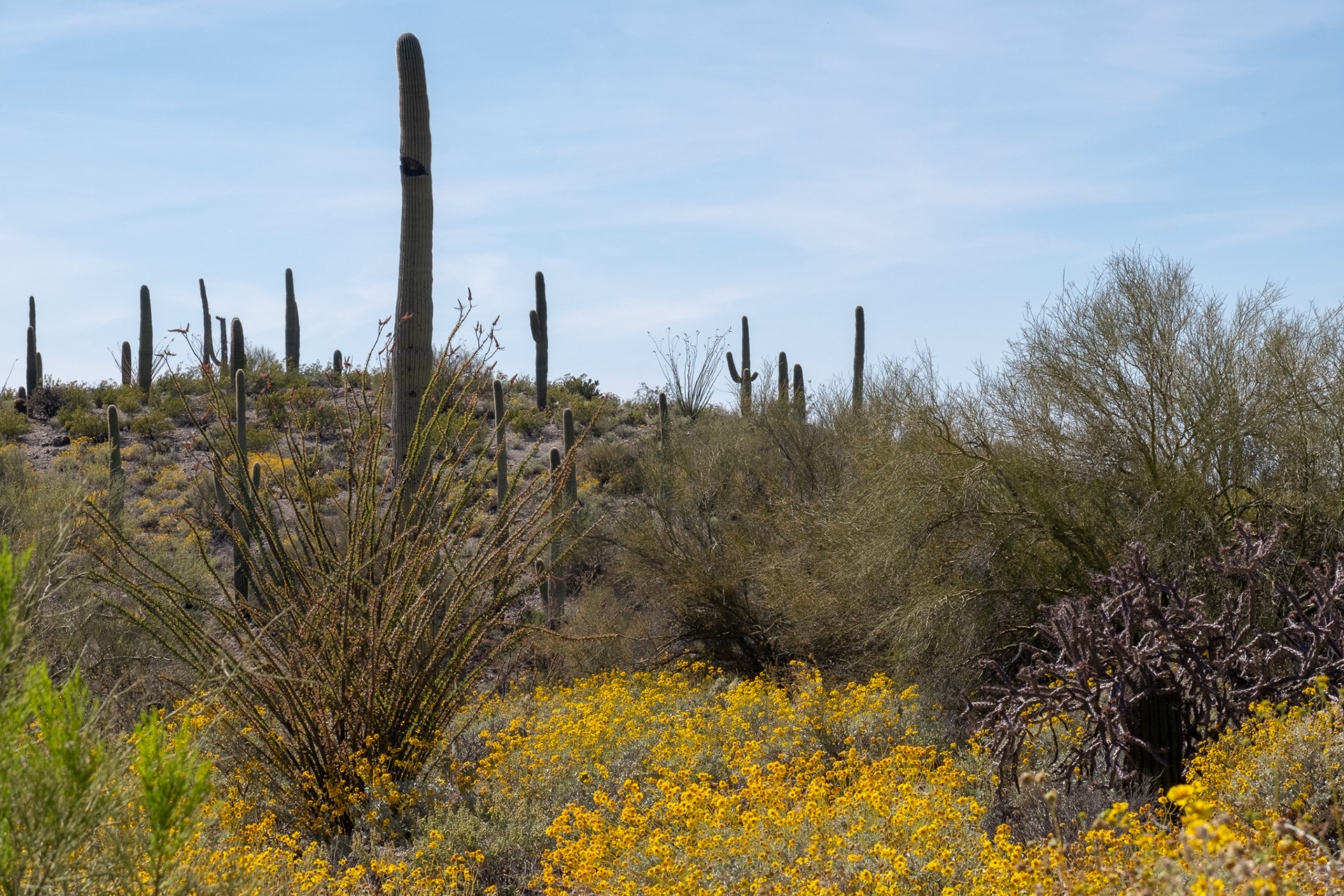 Sonoran Desert Museum