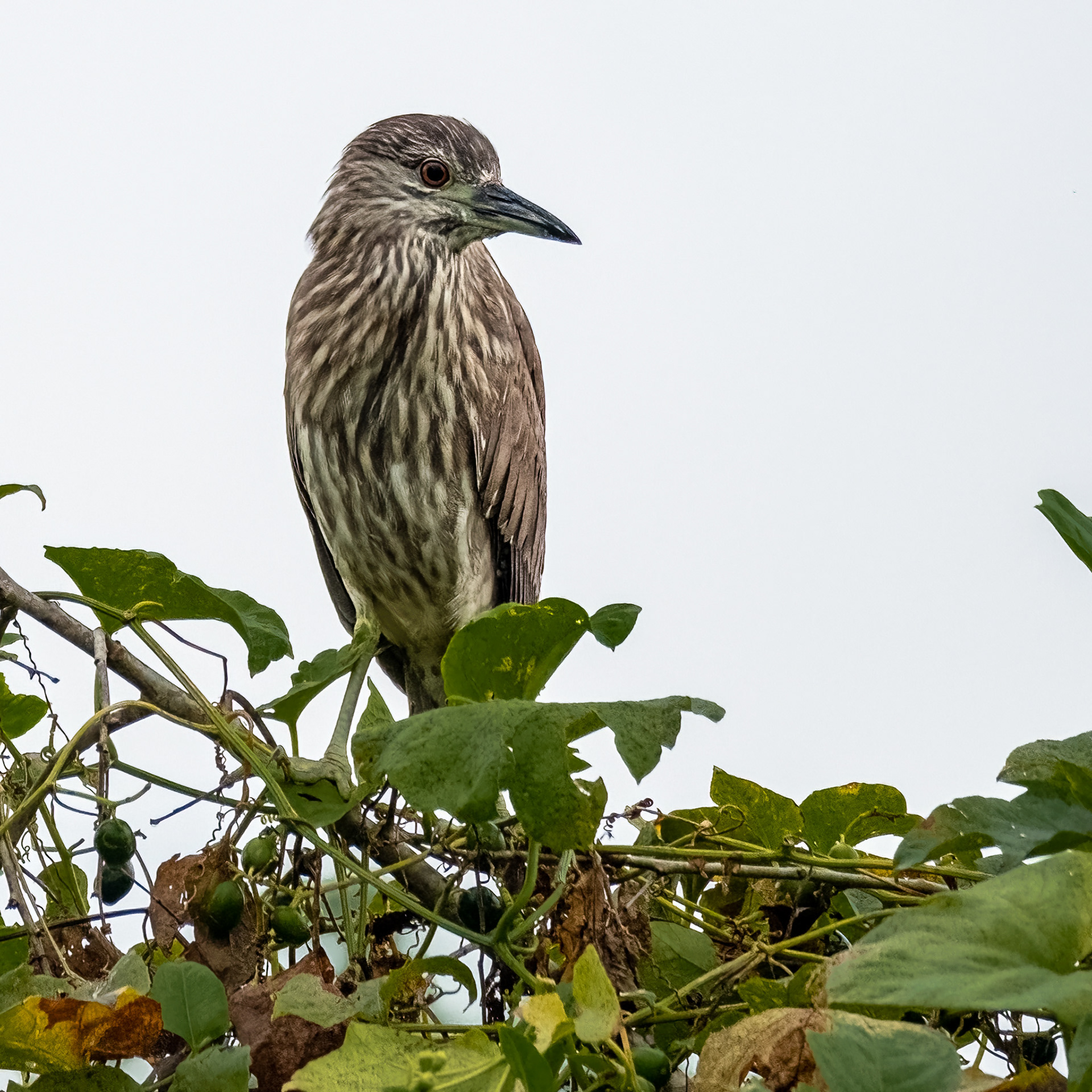 Striated Heron