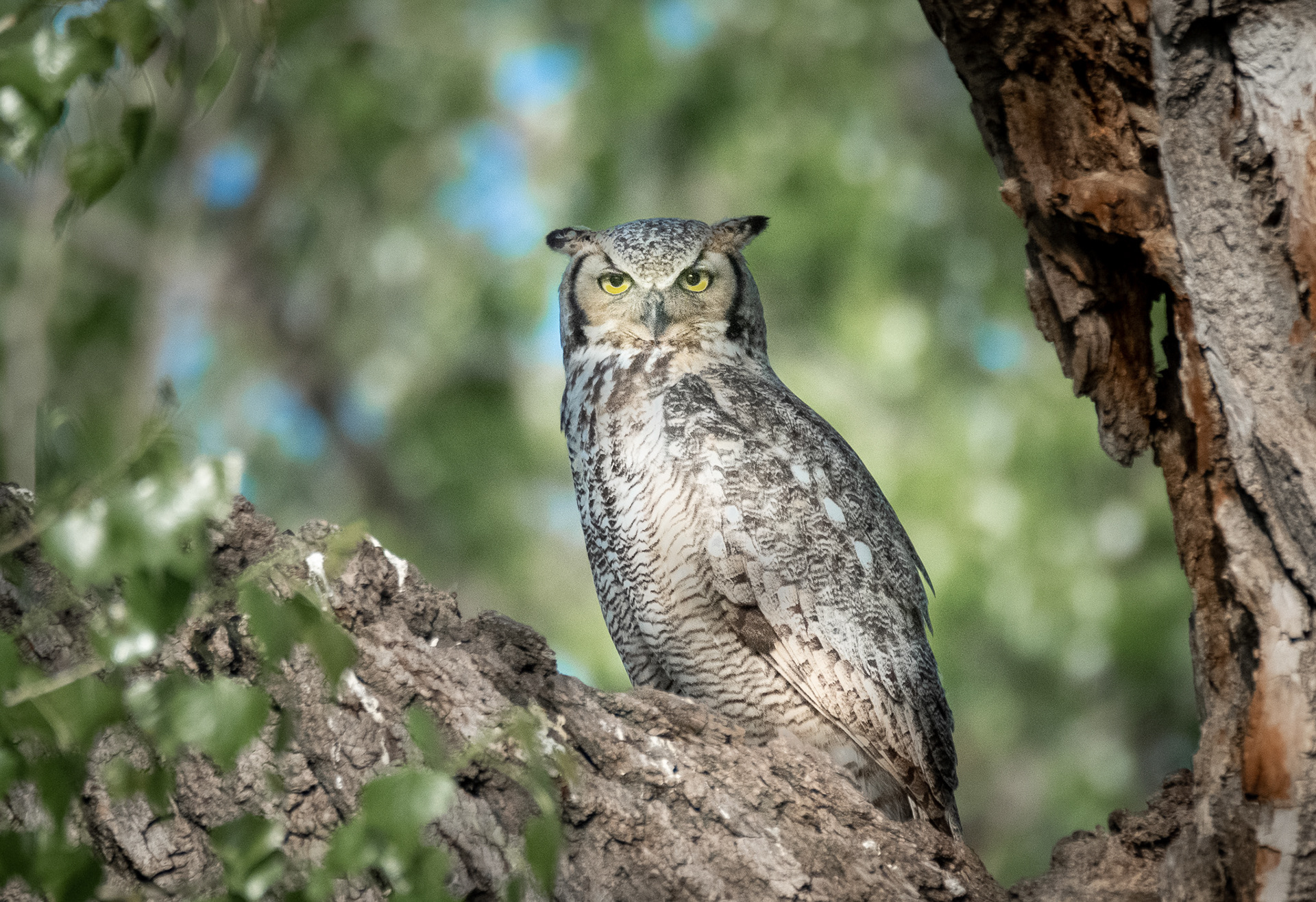 Great Horned Owl