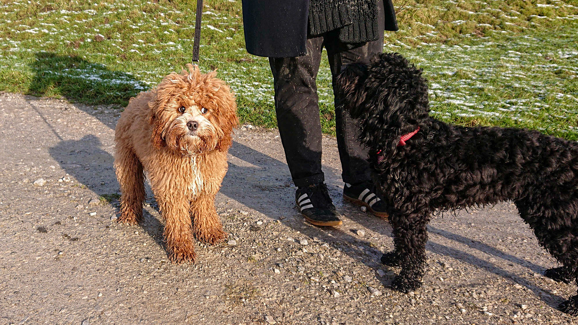 Bowie keeping an eye on Darcie