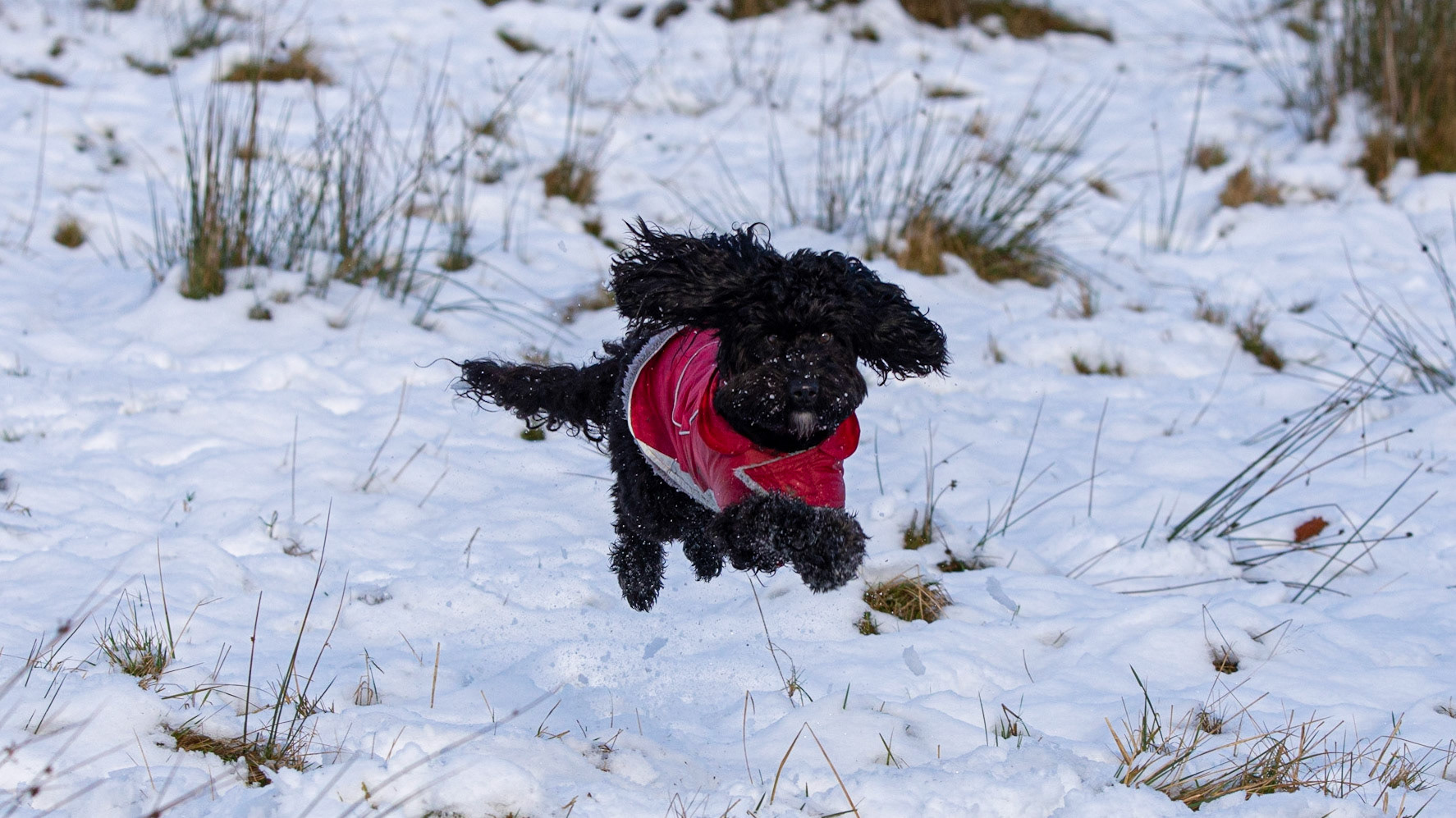 Snowy Darcie flying