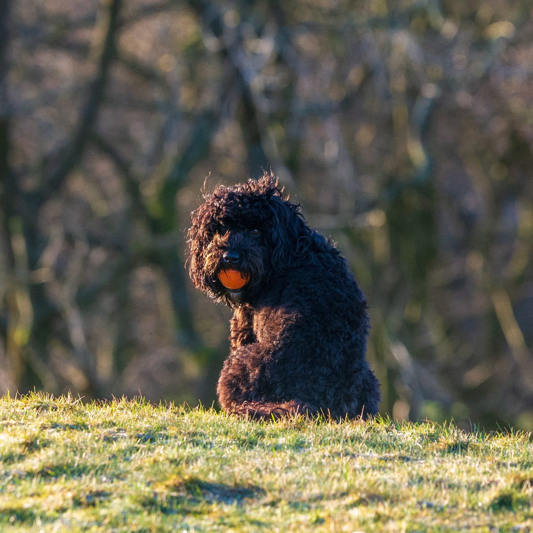 sunrise treeChurn Darcie