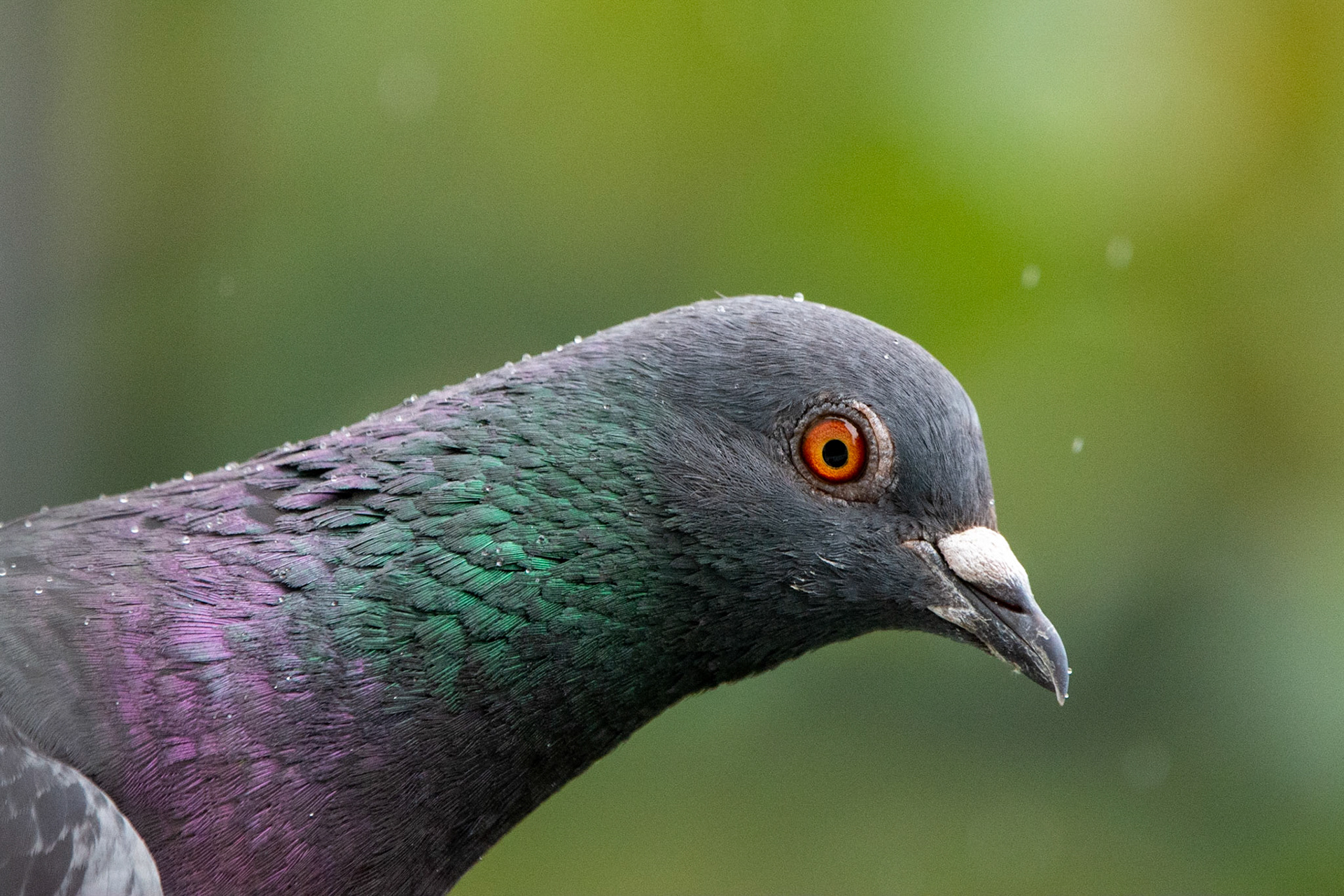 Pigeon