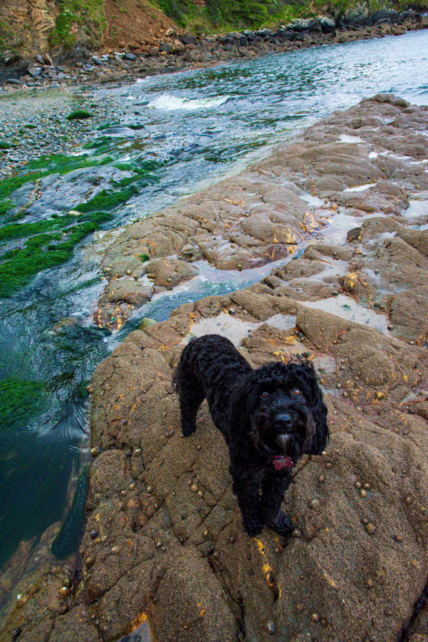 Hallane Beach Darcie