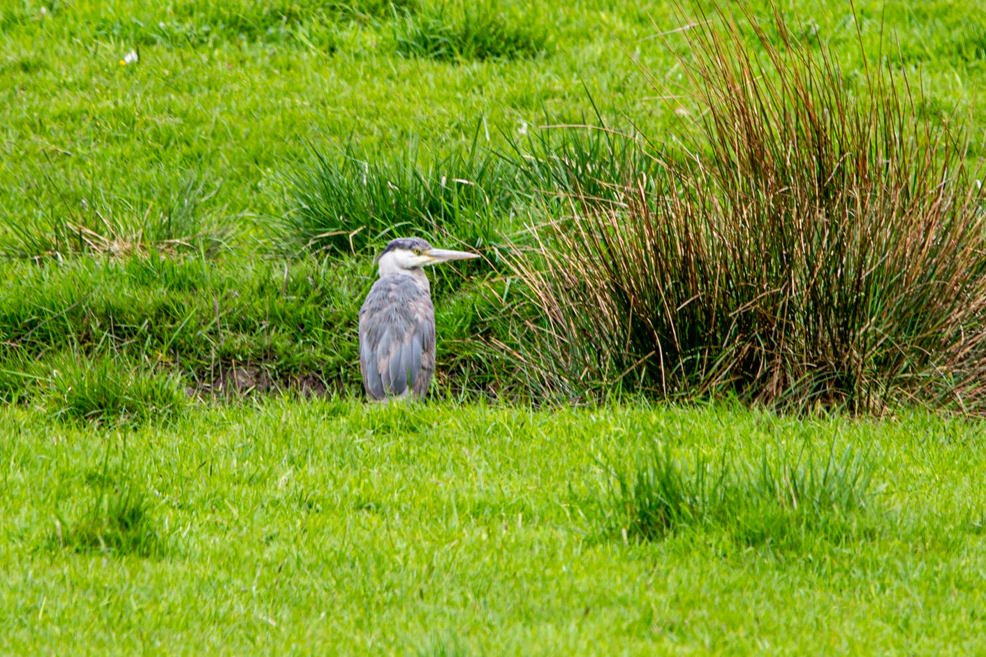 juvenile Heron