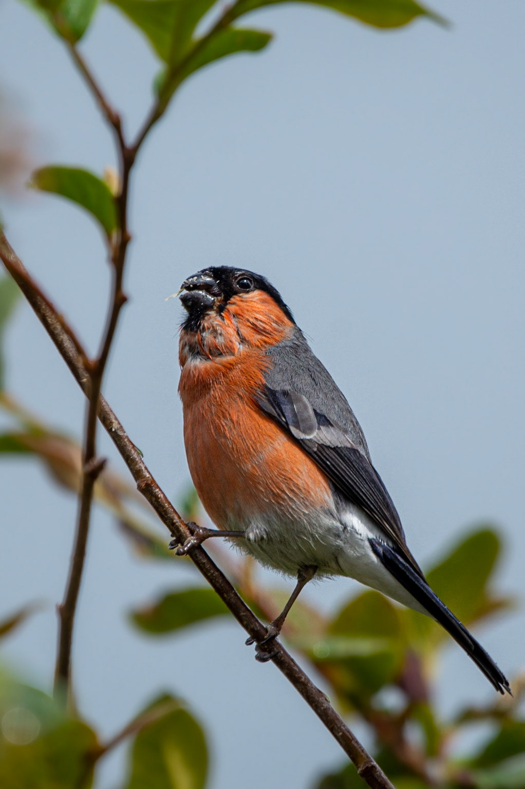 Bullfinch in the Garden