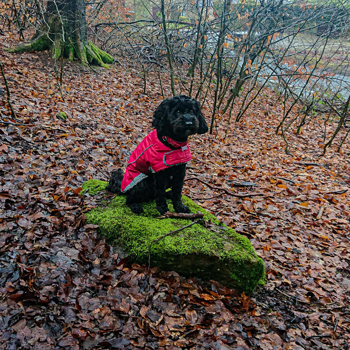 Black Hill woods Darcie