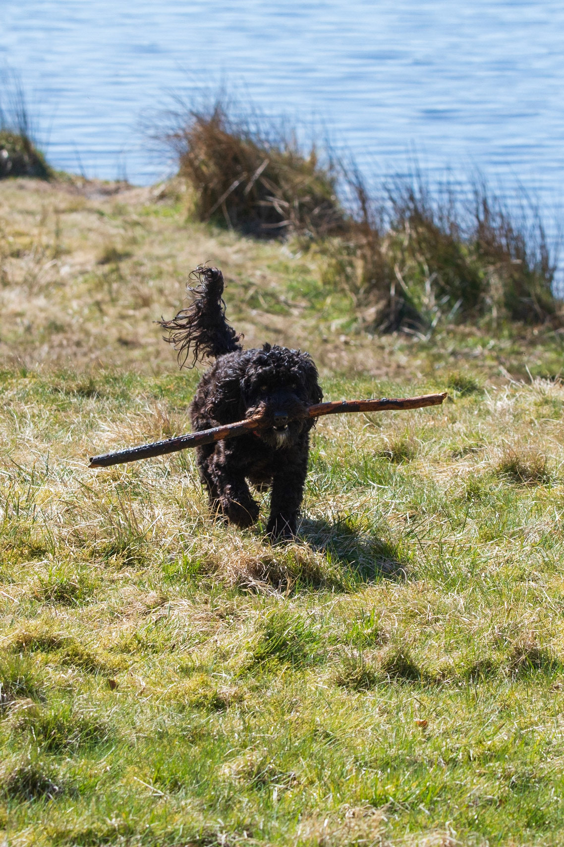 Darcie big stick