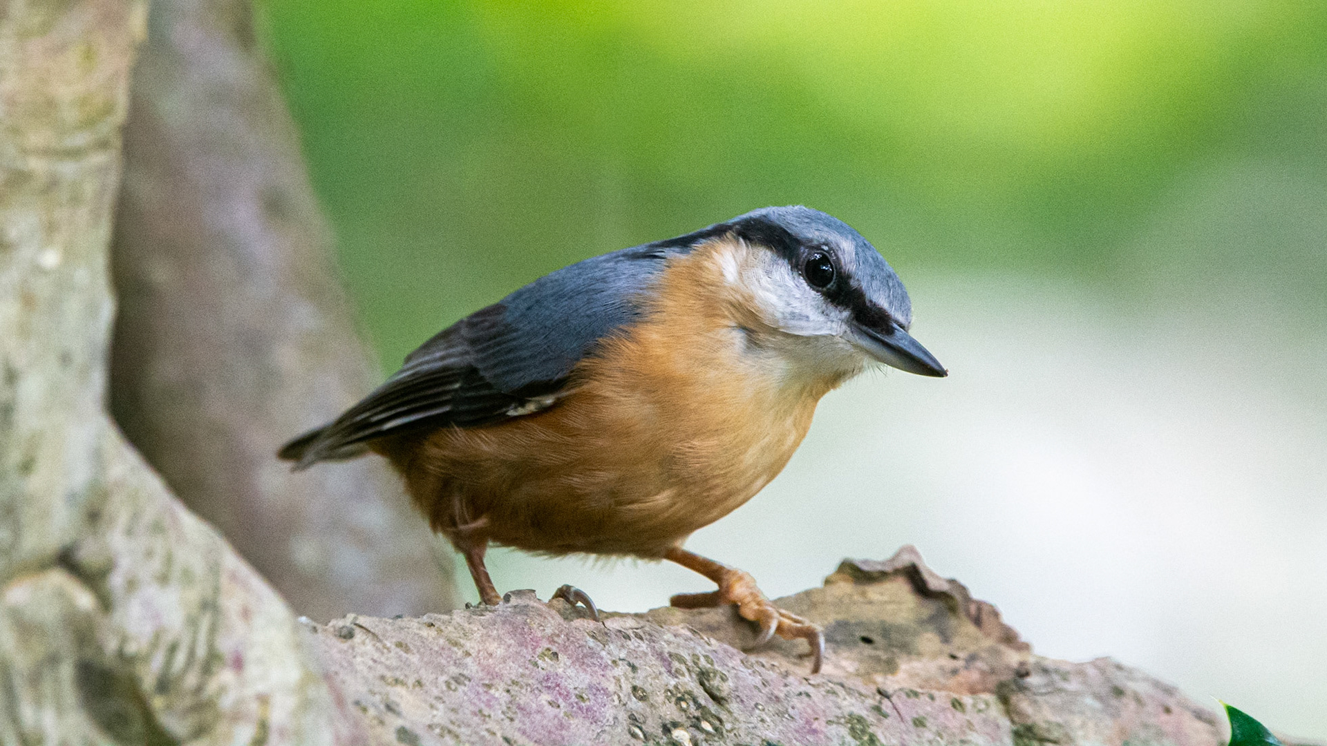Nuthatch