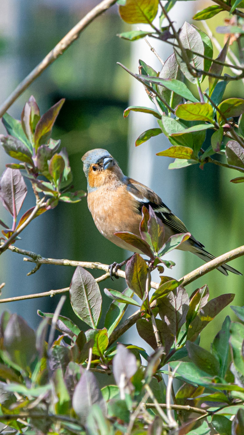 Chaffinch