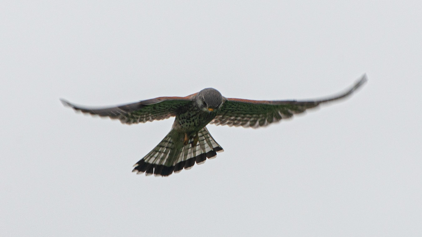 A59 Kestrel