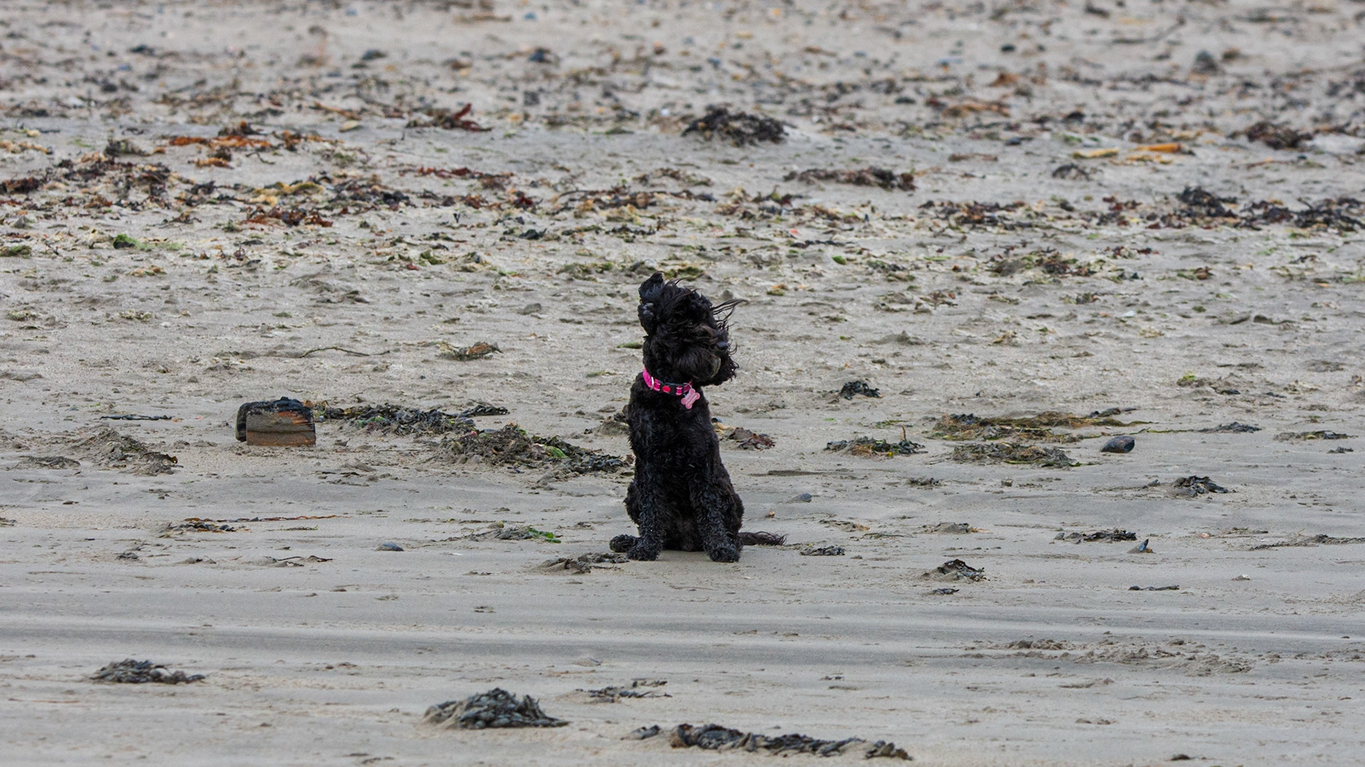 Darcie windswept