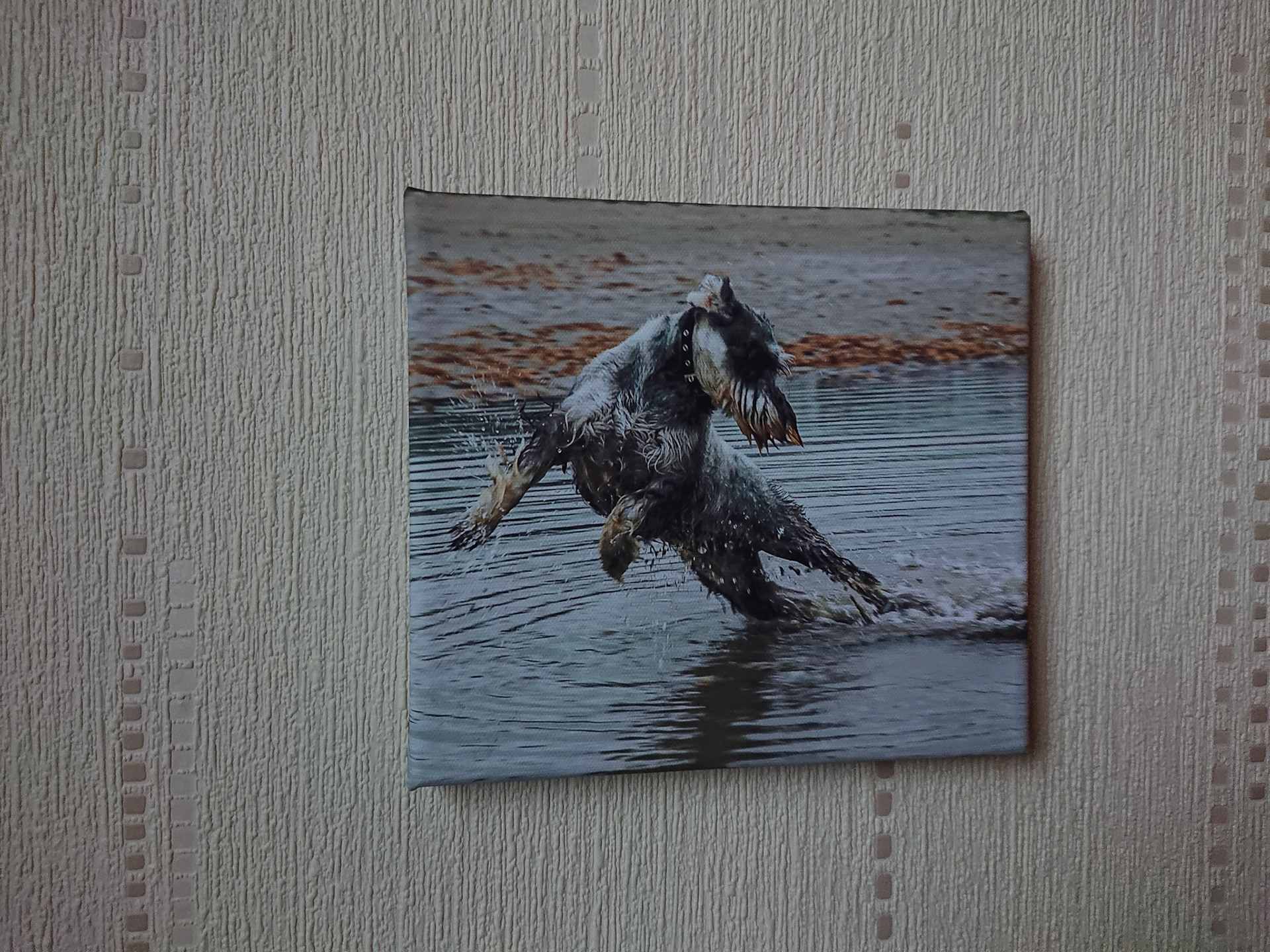 Canvas - CAN017 - Poppy