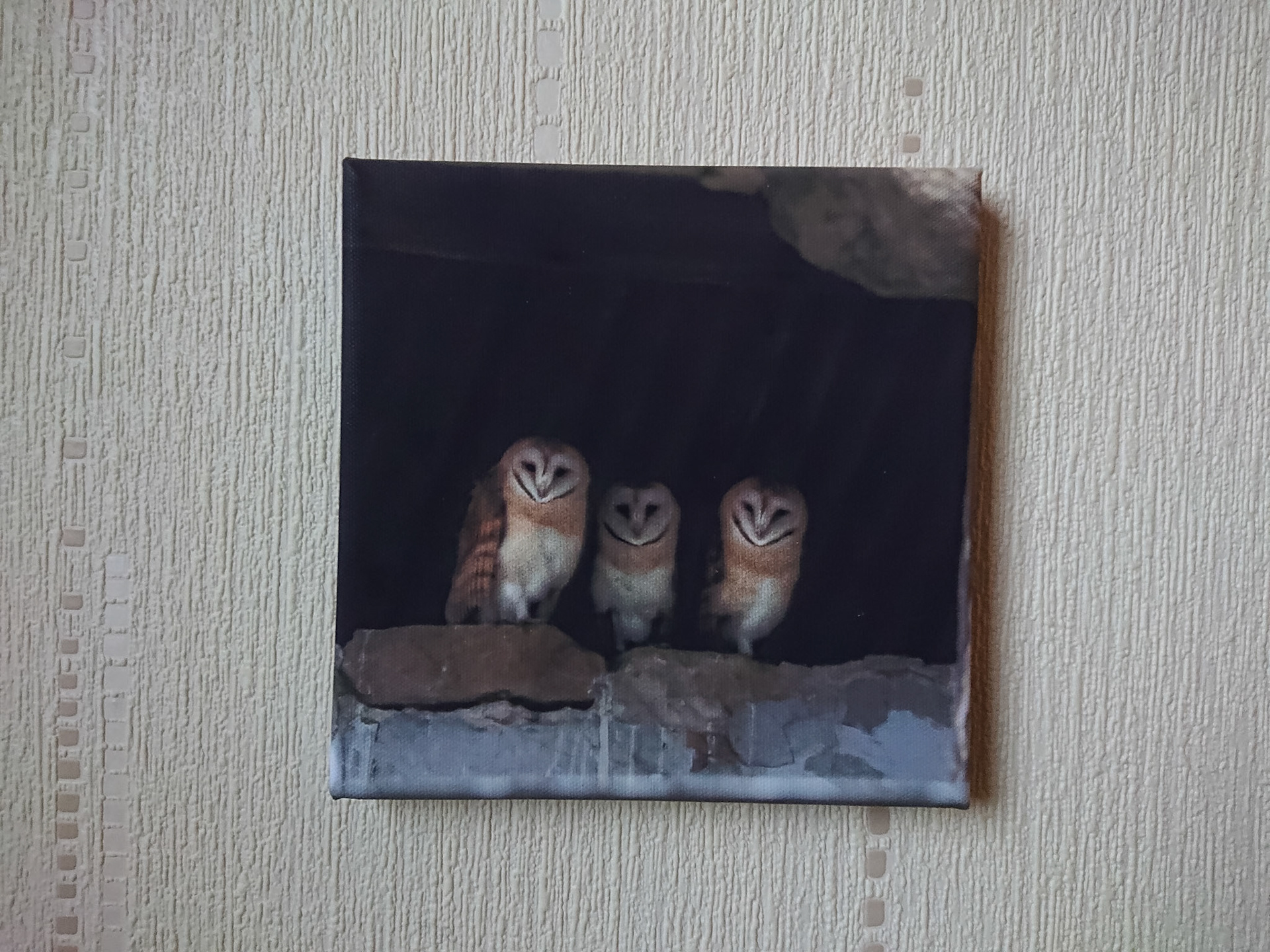 Canvas - CAN014f - Owls