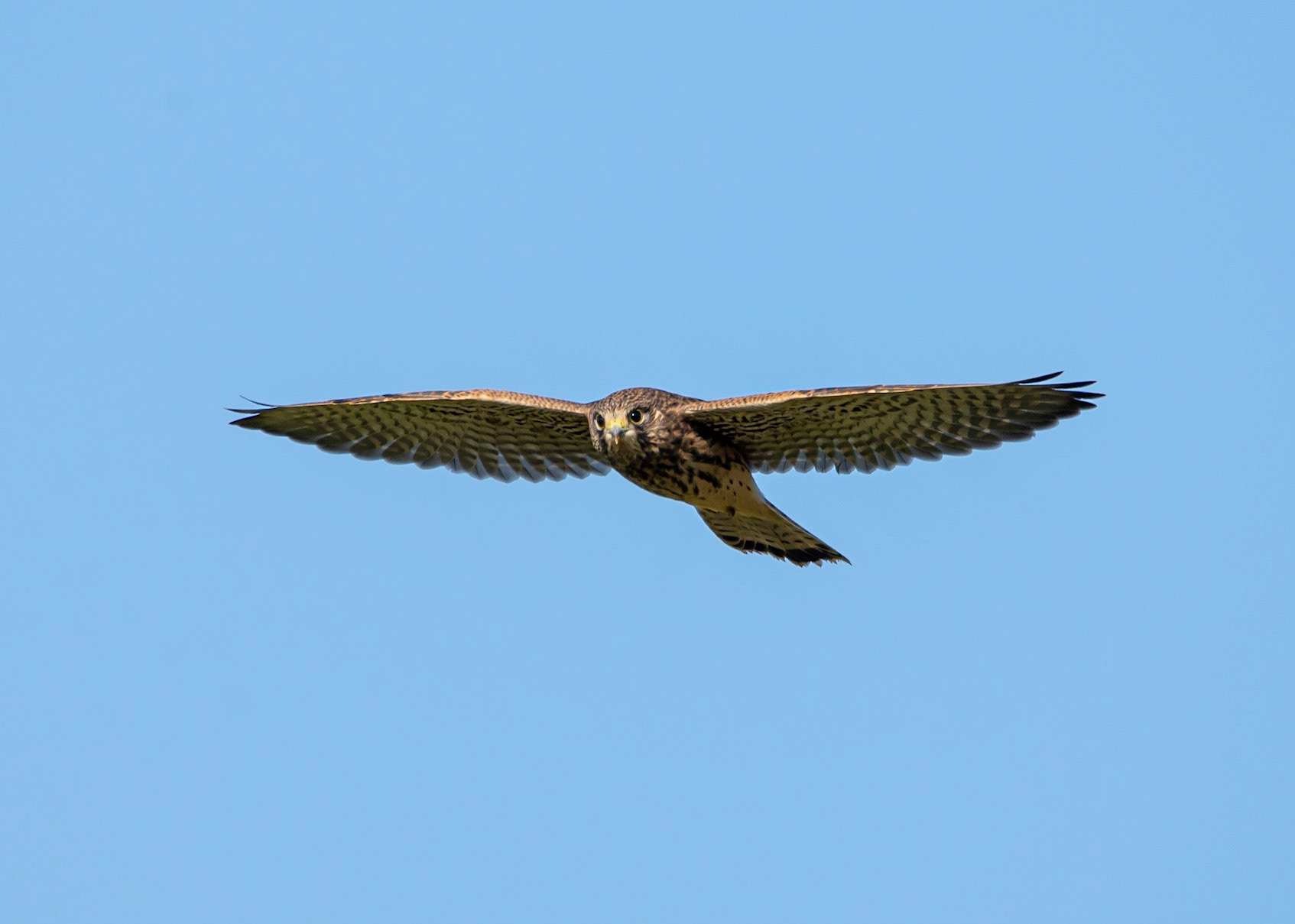 Wilkin Heys Kestrel
