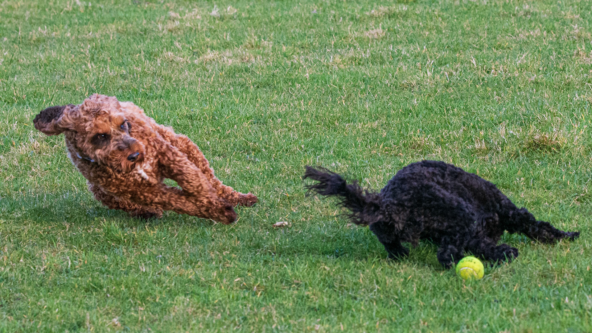 Larry &amp; Darcie dash