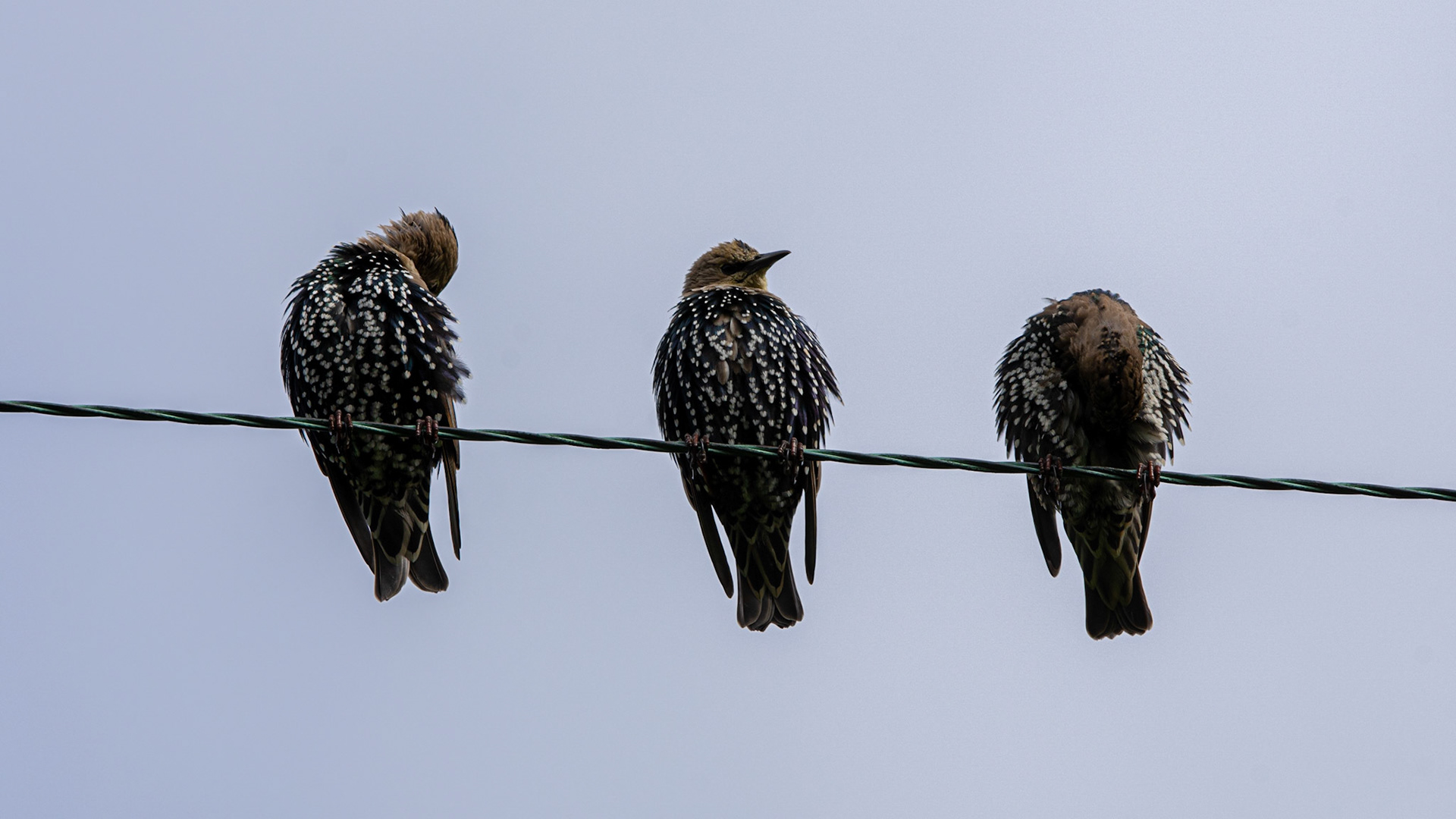 Starlings