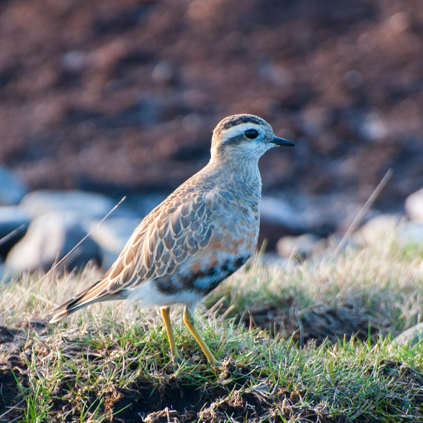Dotterel