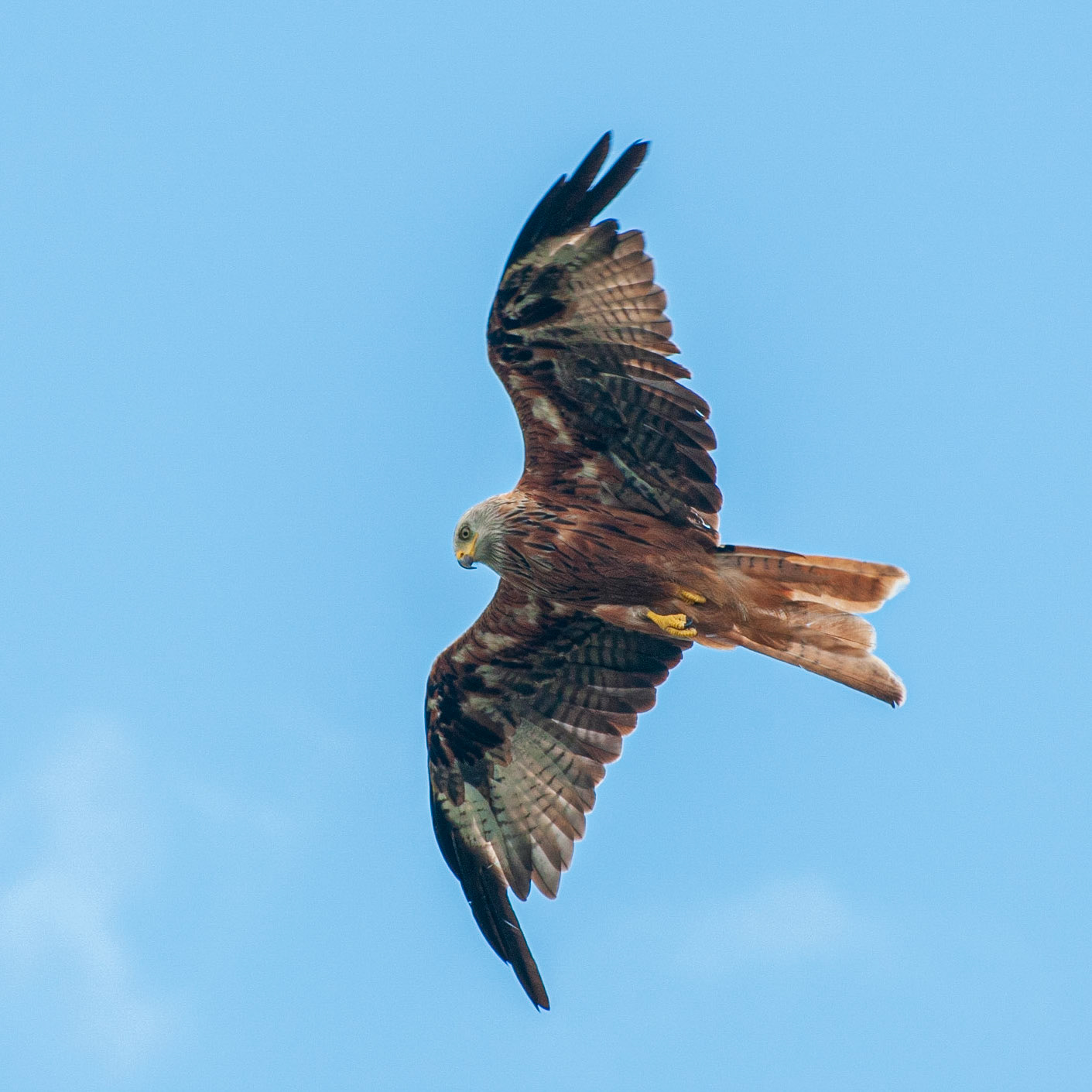 Red Kite